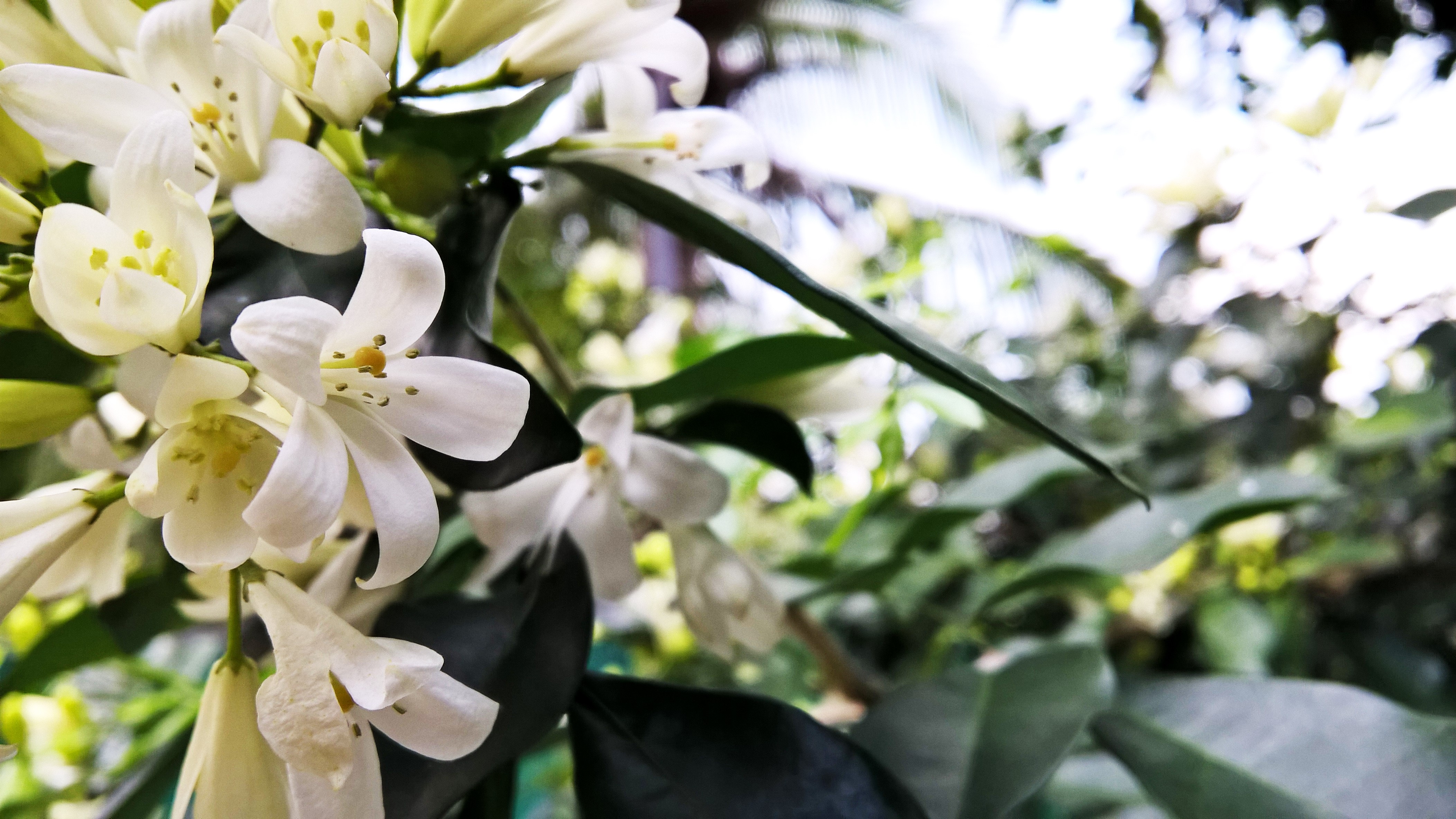White flowers and green leaves in Sri Lanka HD Wallpaper