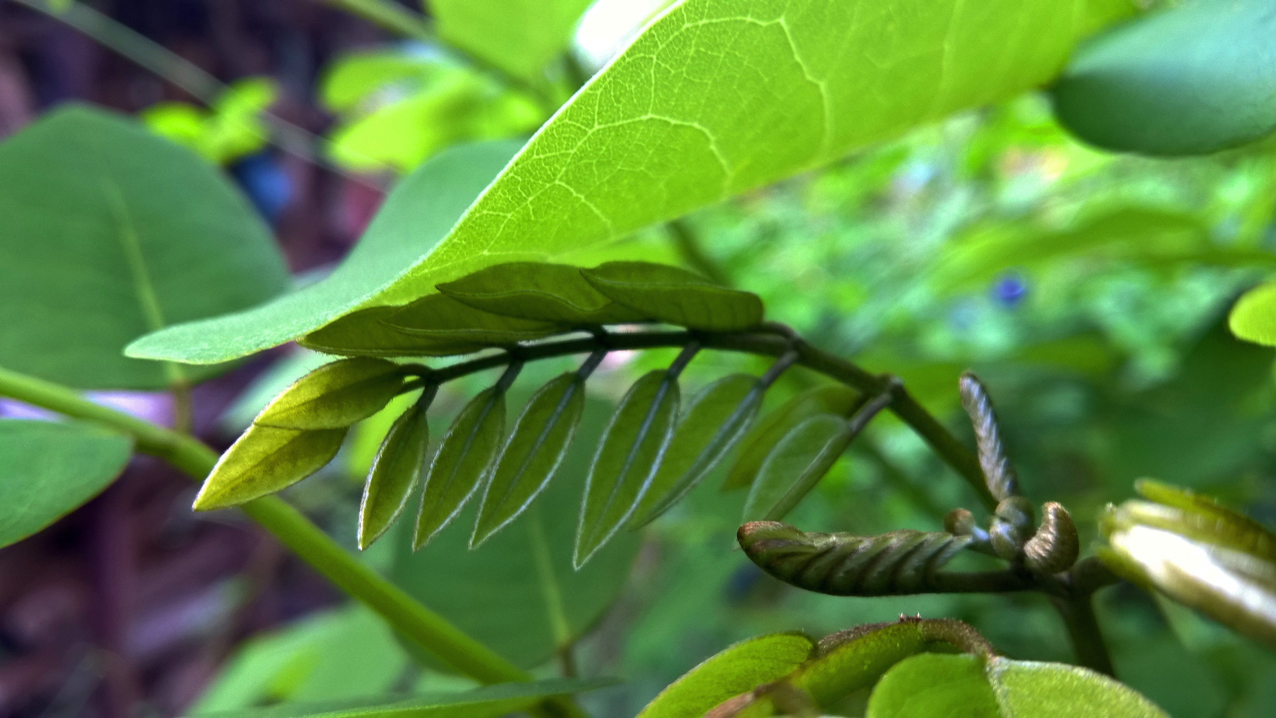 Close-up of green leaves and branches in Sri Lanka HD Wallpaper