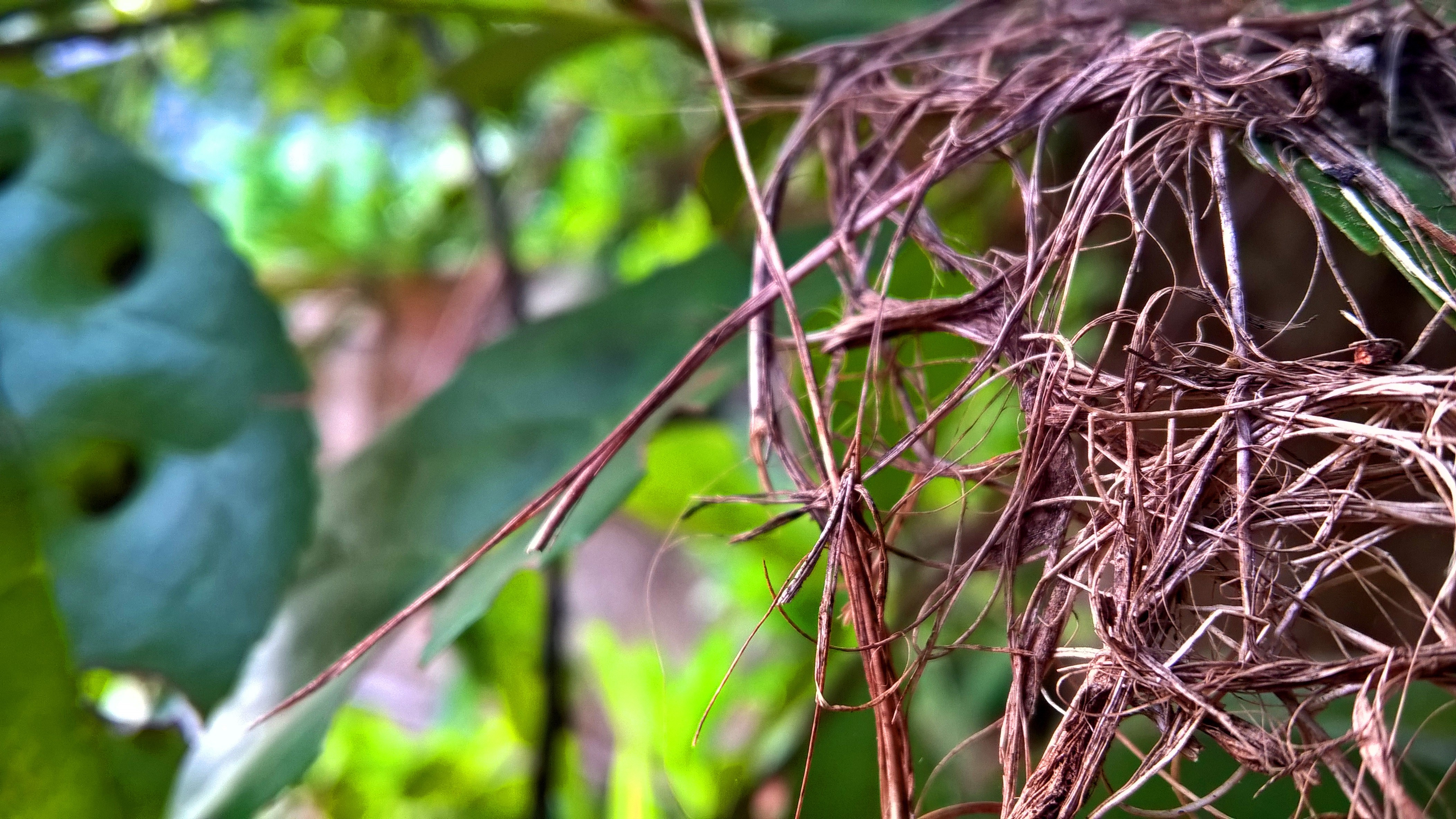 Close-up of dry plant roots with green leaves in background HD Wallpaper