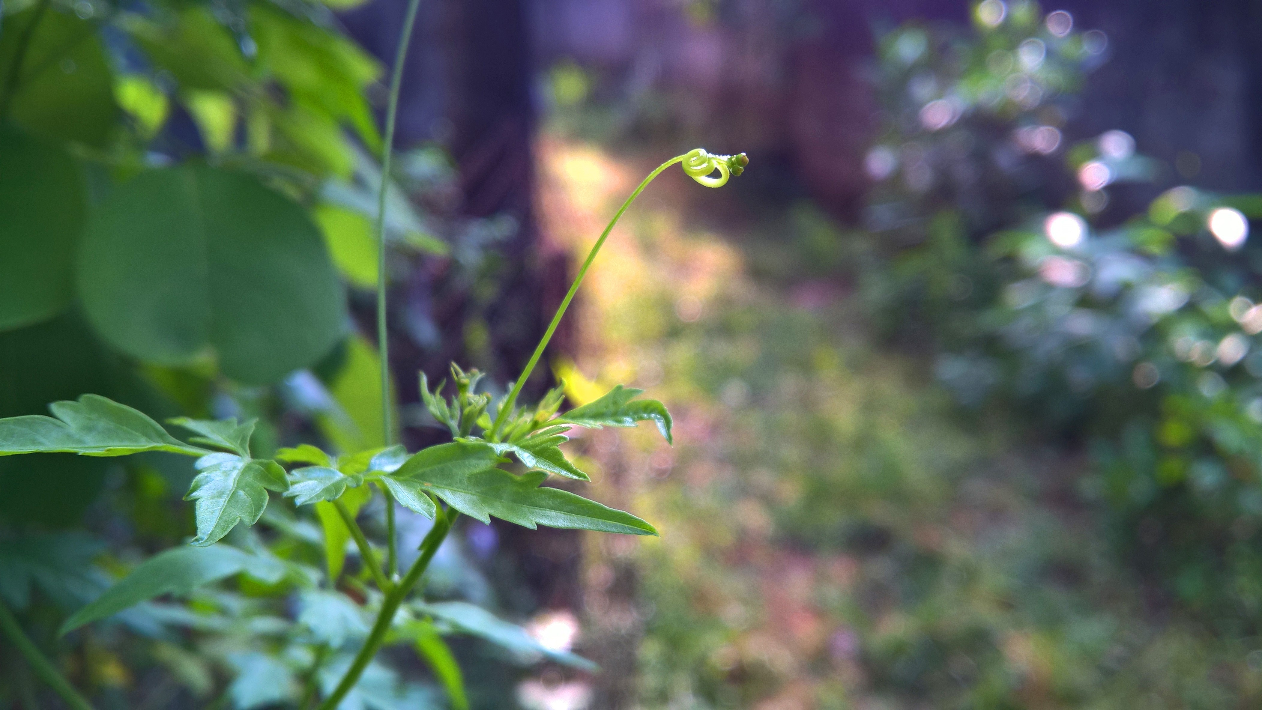 Close-up of a plant tendril in Sri Lanka HD Wallpaper