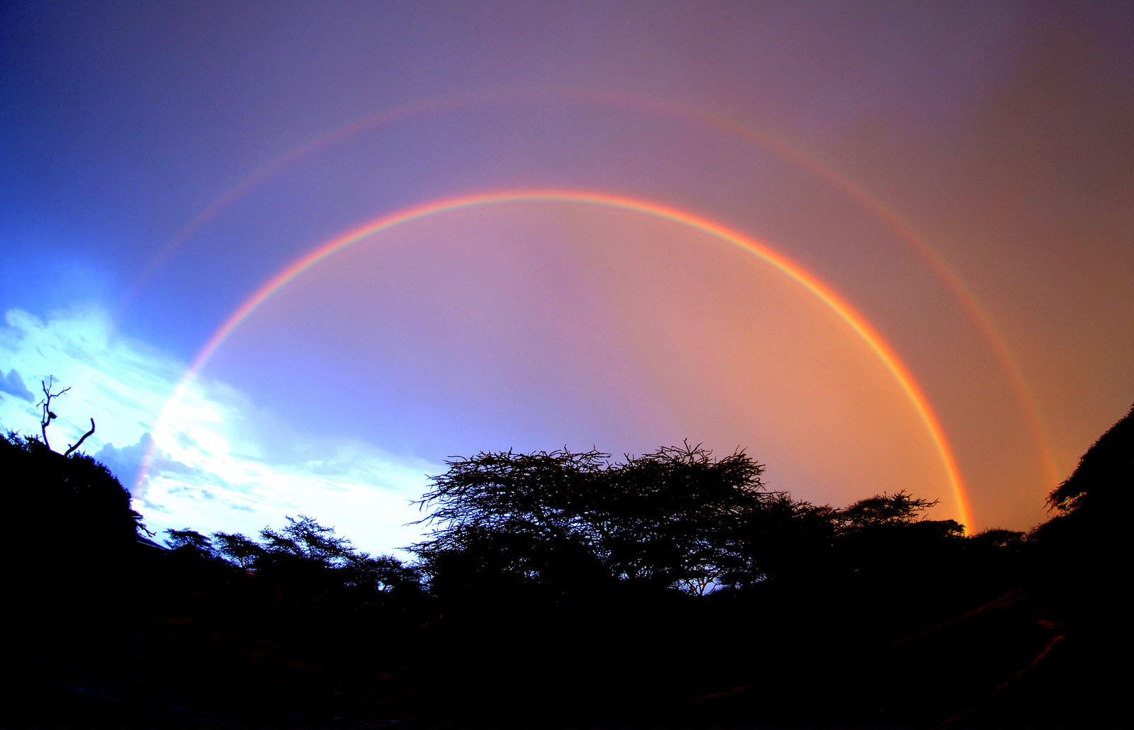 Double rainbow over silhouetted trees at dusk HD Wallpaper