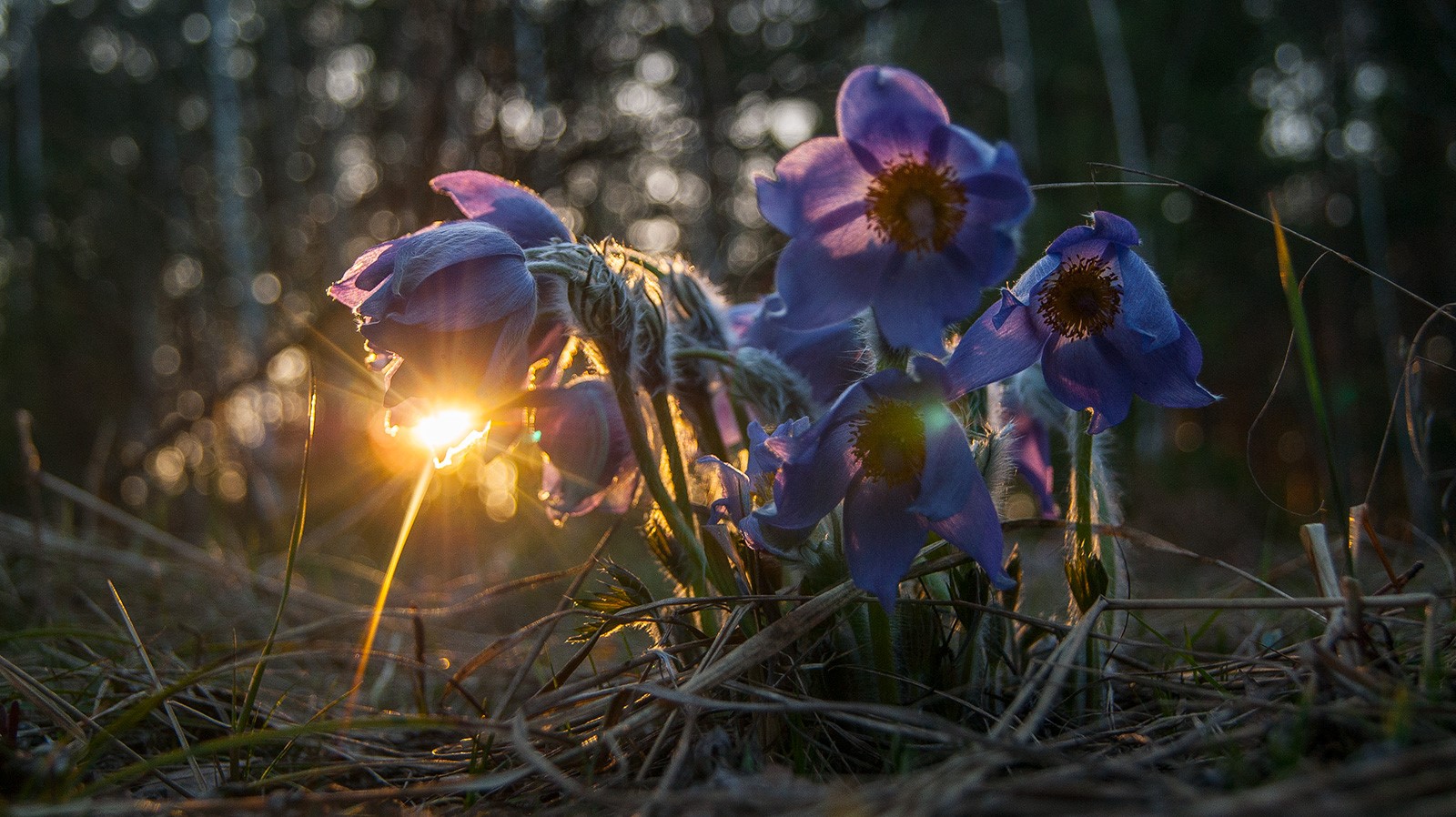 Purple flowers at sunset macro photography HD Wallpaper