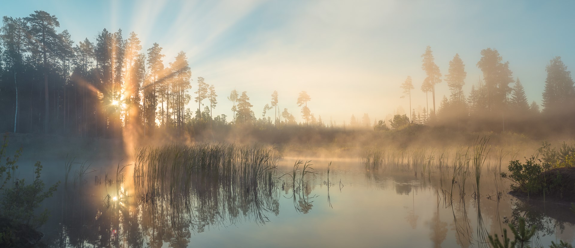 Sunrise over a misty forest lake with reeds HD Wallpaper