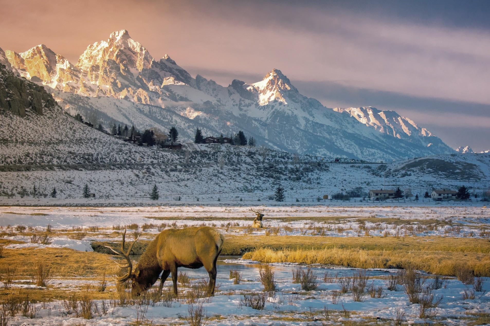 Elk grazing in snowy Wyoming mountains at sunset HD Wallpaper