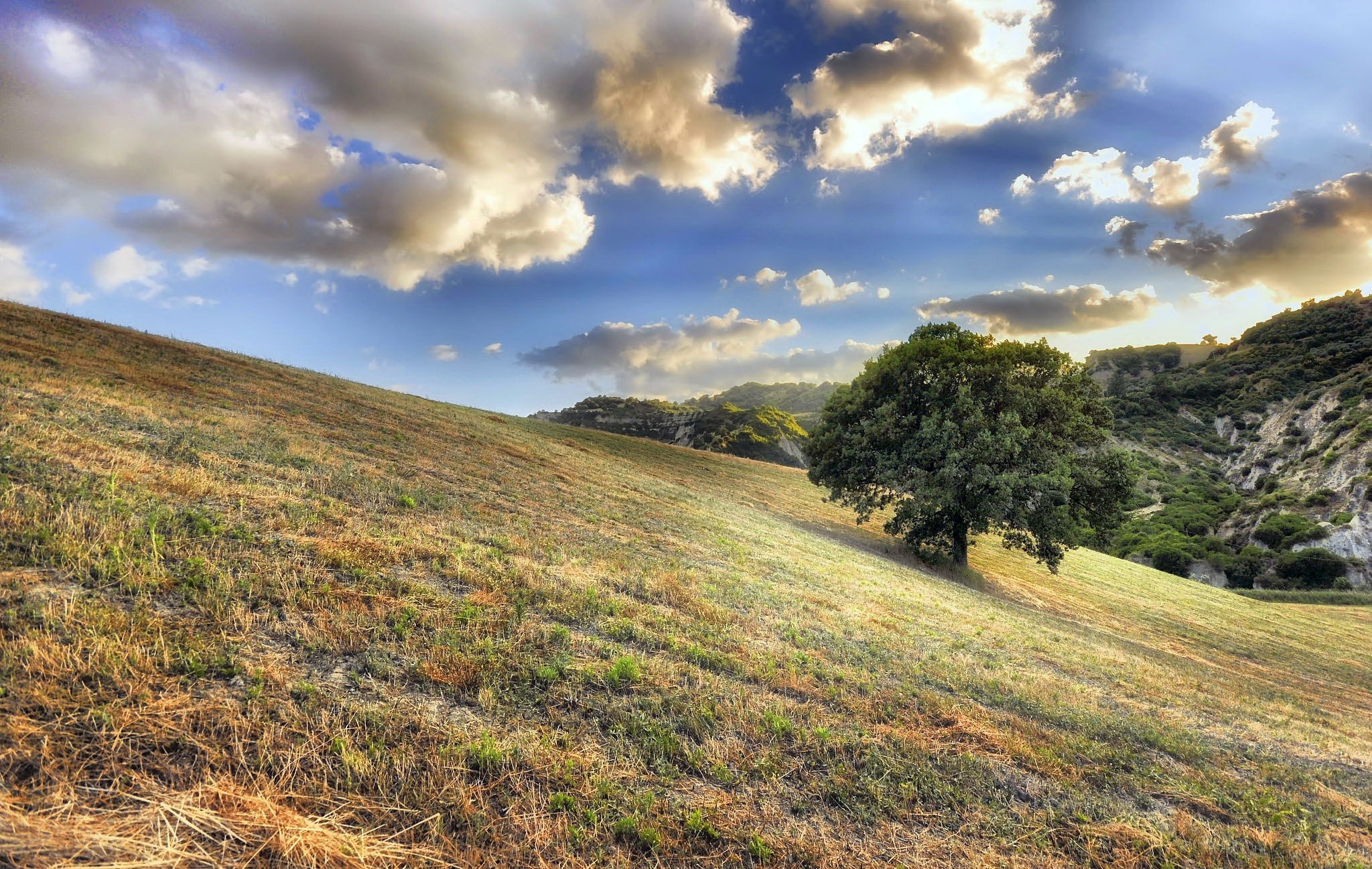 Rolling hills with a lone tree under a cloudy sky HD Wallpaper