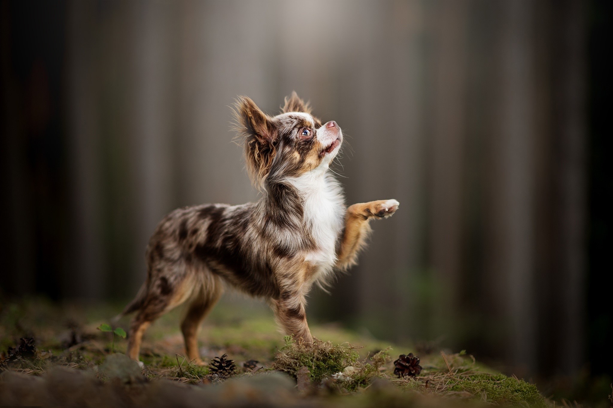 Merle Chihuahua dog with paw raised in forest HD Wallpaper