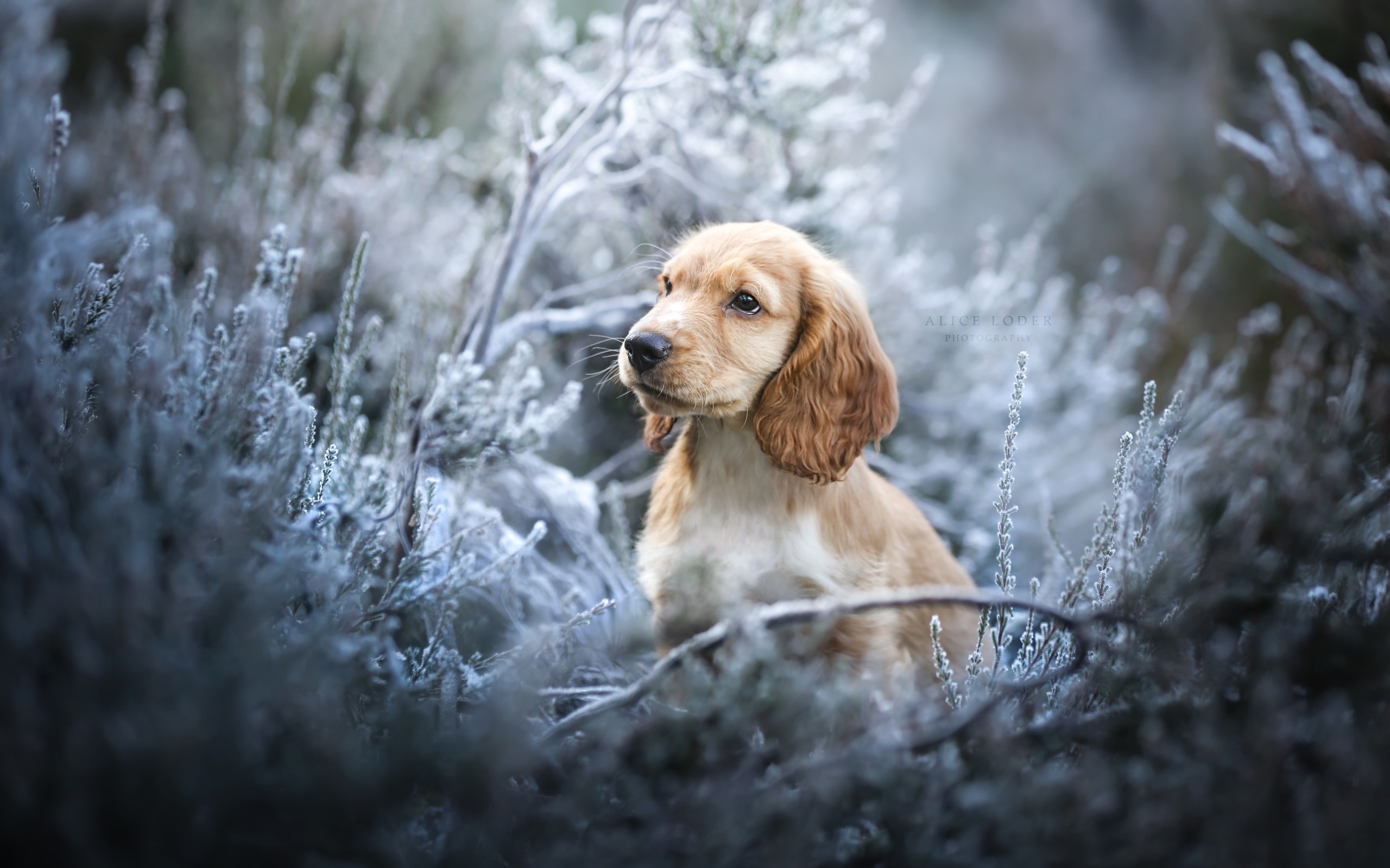Golden Cocker Spaniel puppy in icy foliage HD Wallpaper
