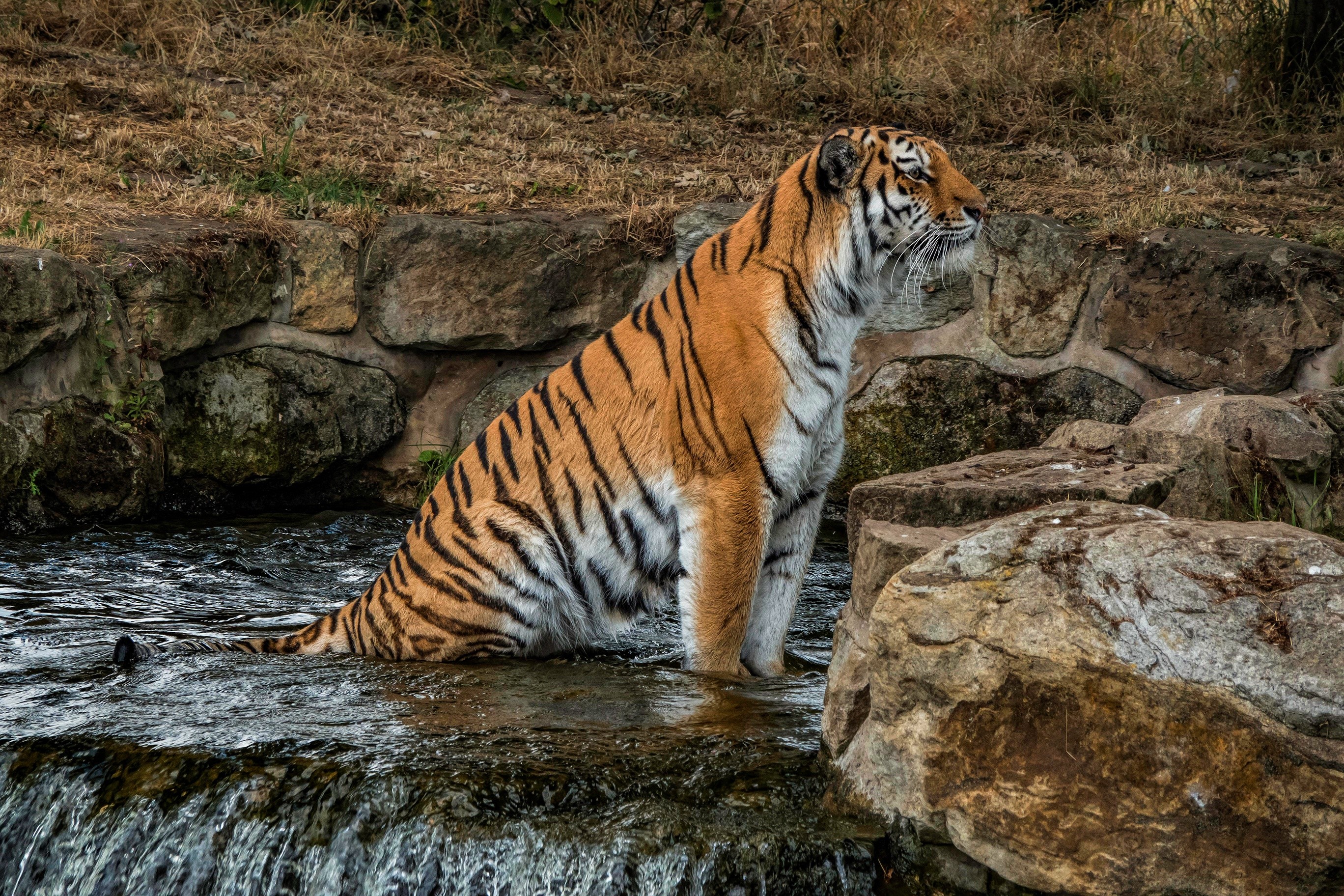 Tiger sitting in a stream near rocks HD Wallpaper