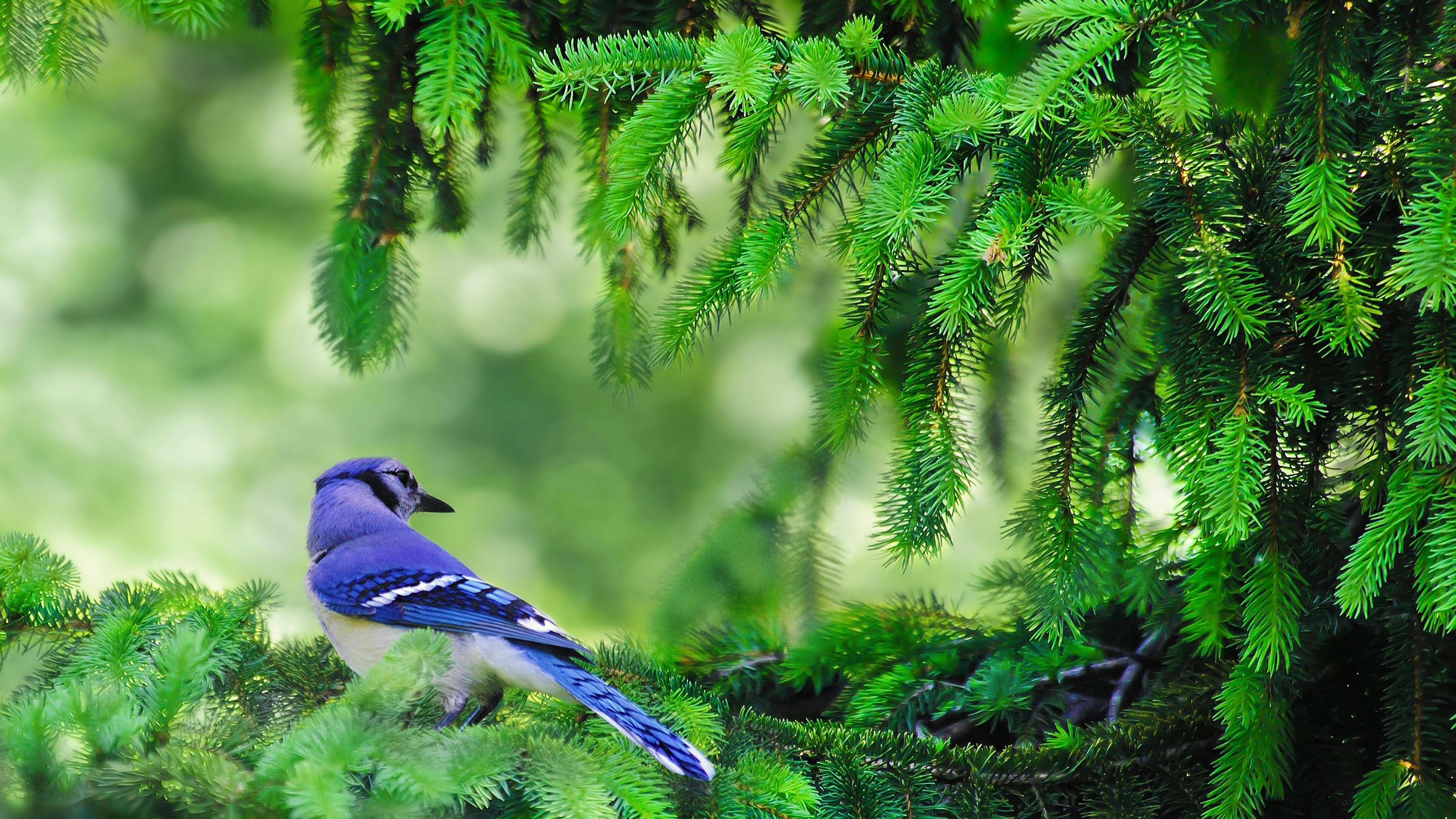 Blue Jay on Pine Tree Branch HD Wallpaper