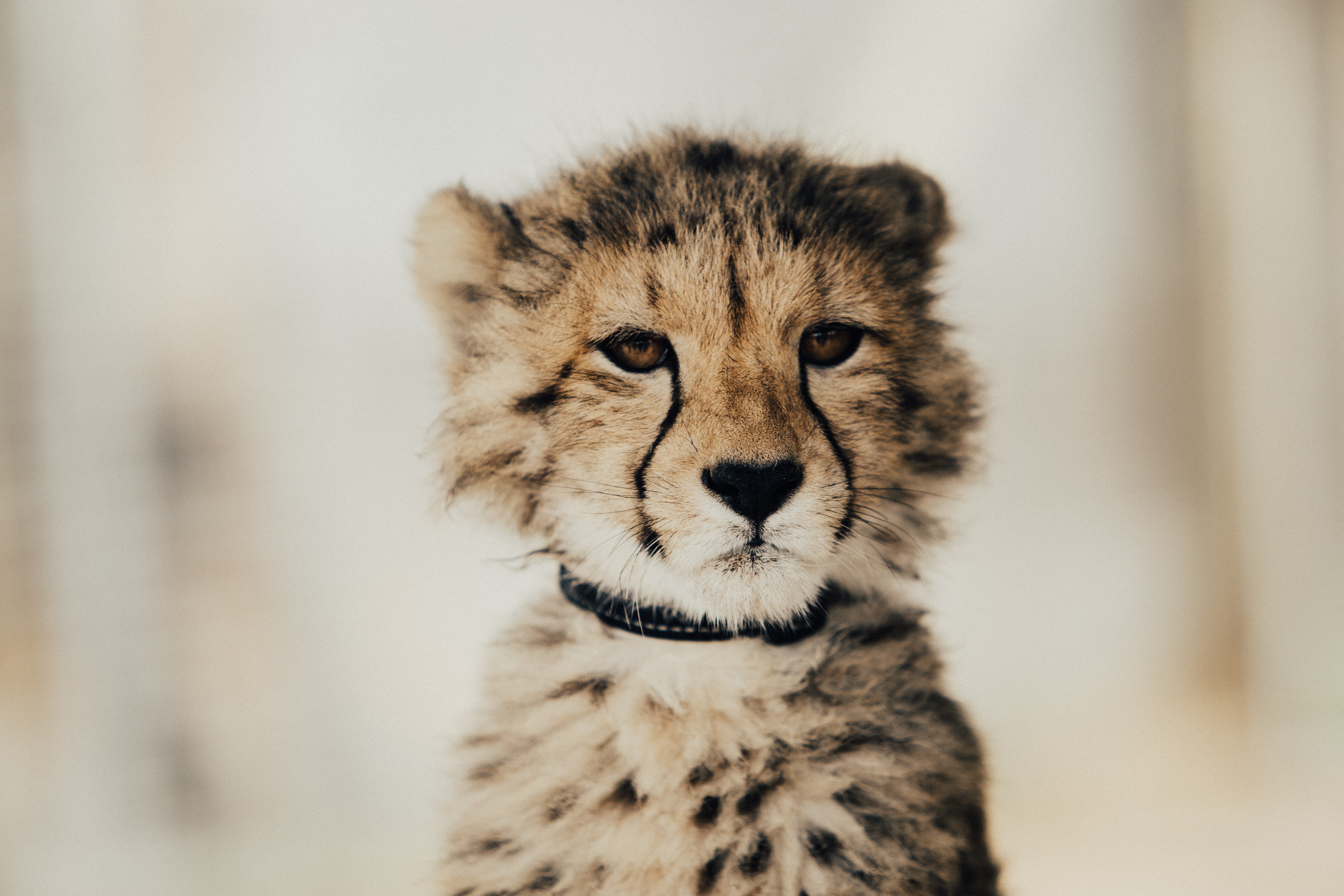 Baby Cheetah with Black Collar HD Wallpaper