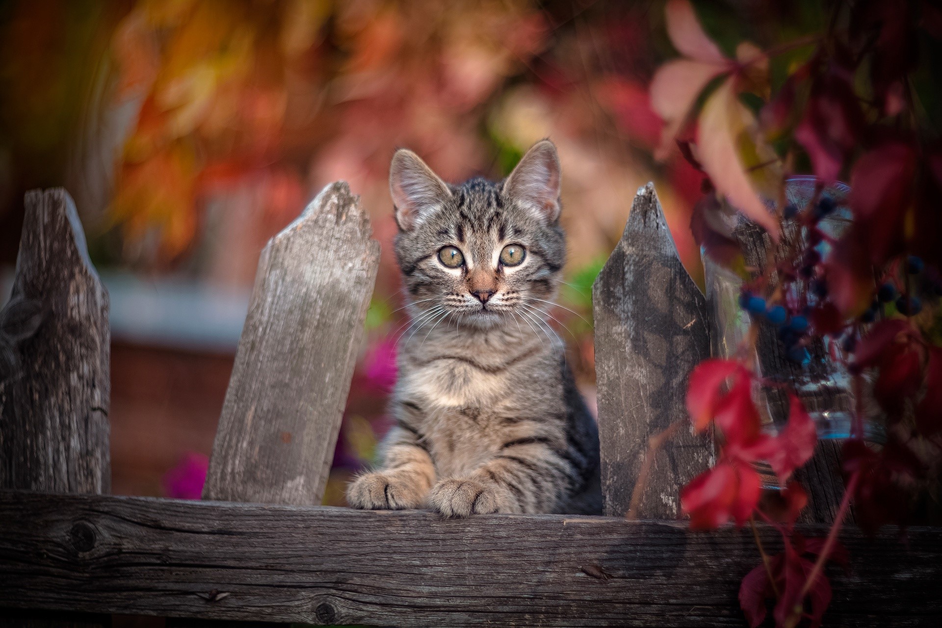 Kitten sitting on a wooden fence with autumn foliage HD Wallpaper