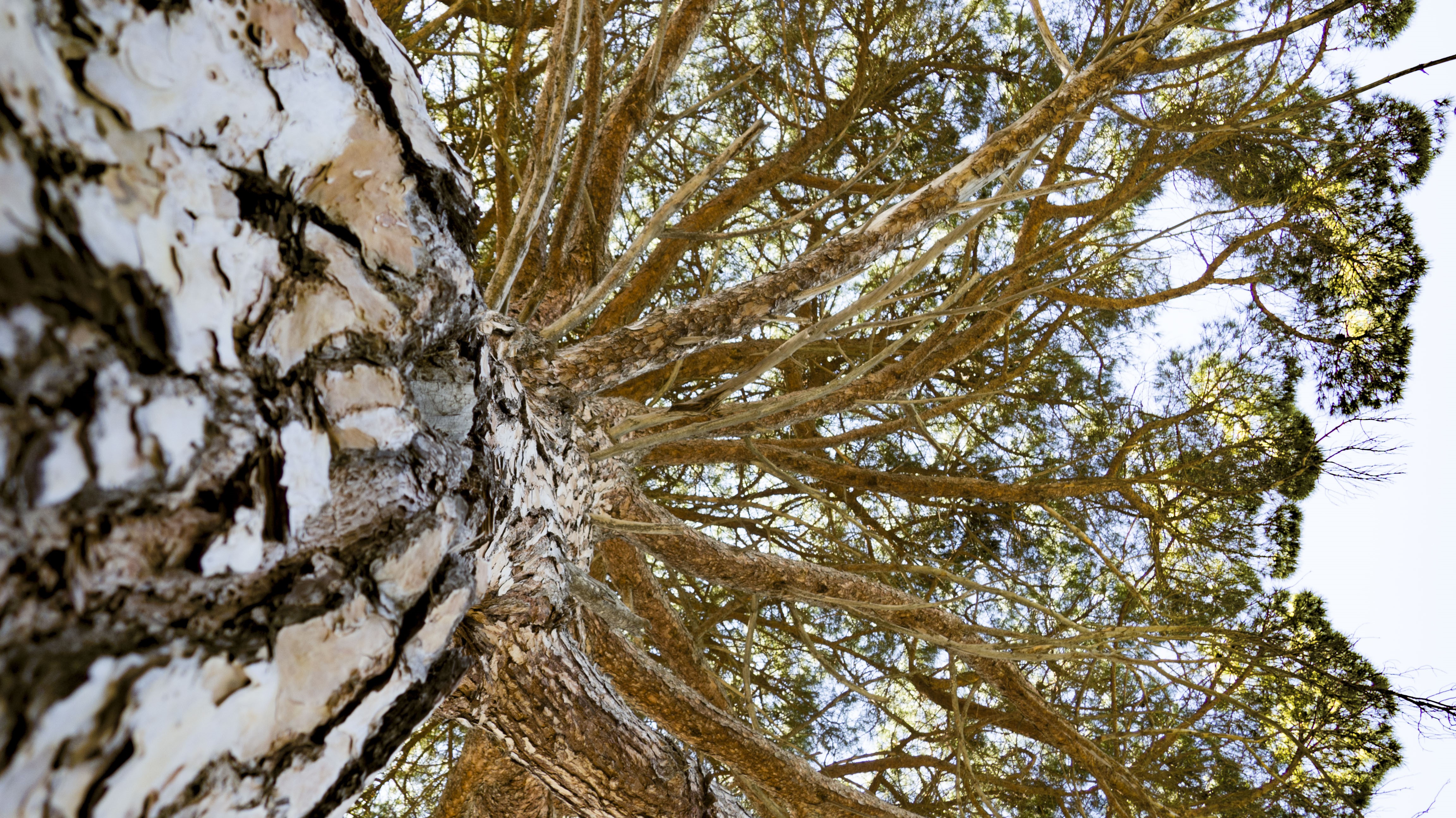 4K tree bark and branches from below HD Wallpaper