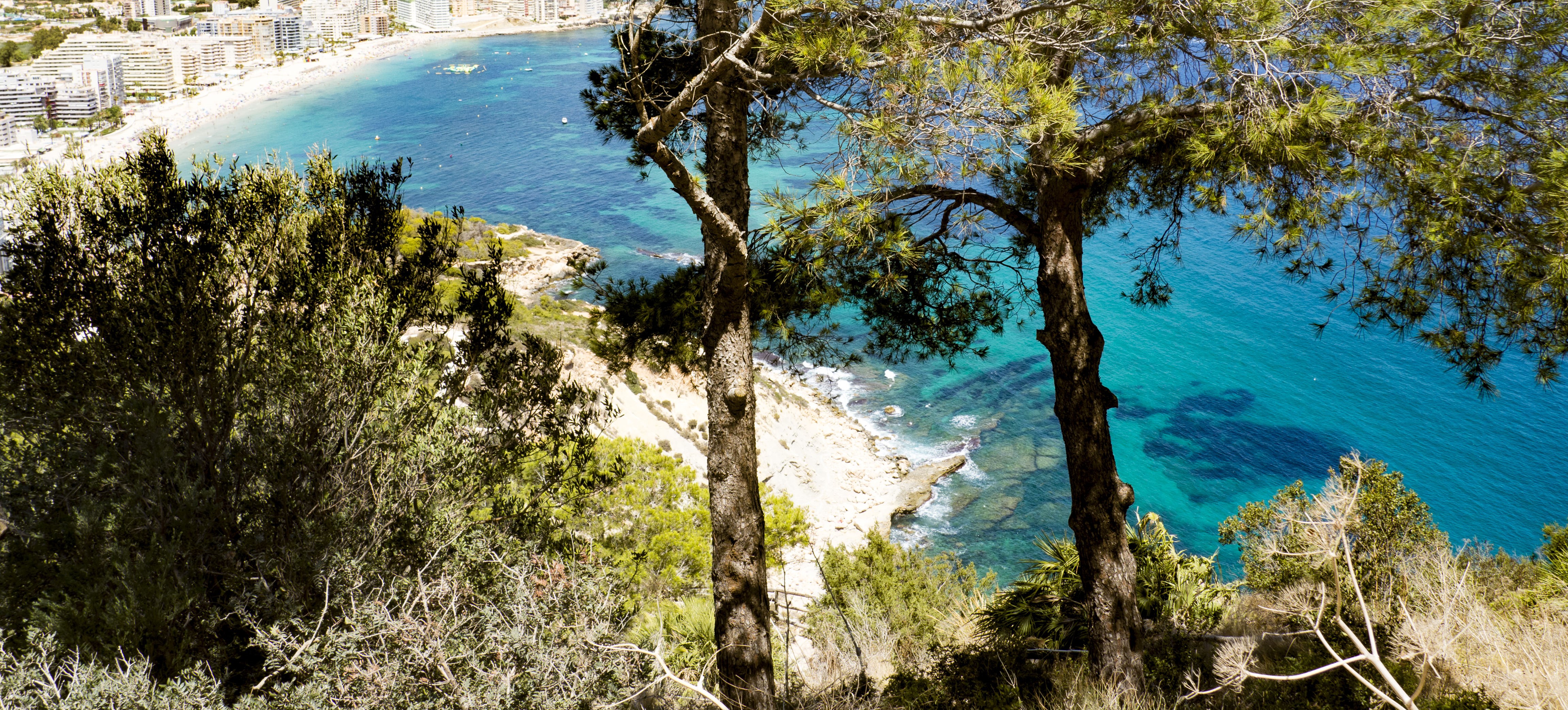 Coastal city and turquoise sea viewed from trees HD Wallpaper