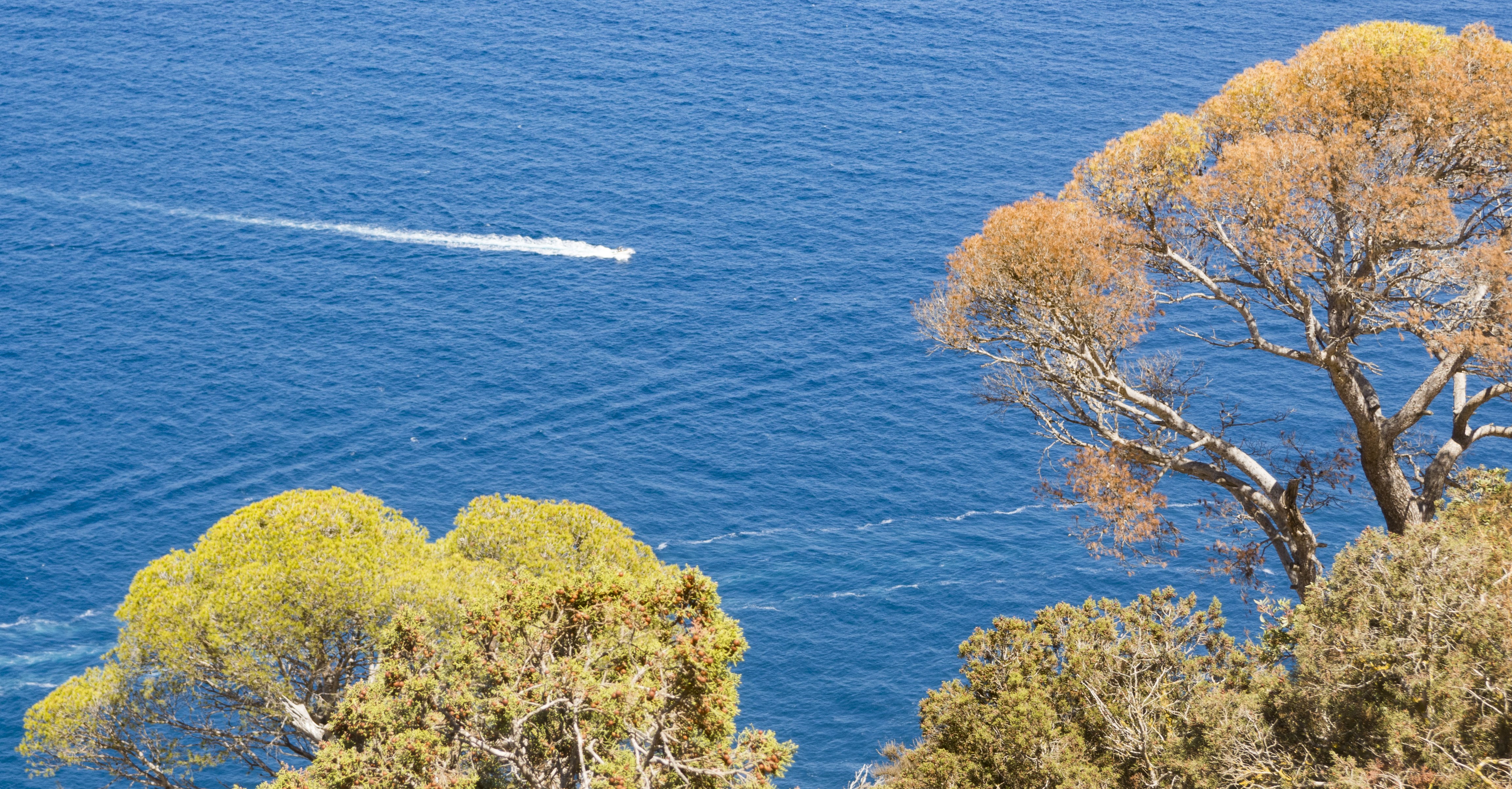 Boat on blue water near trees HD Wallpaper
