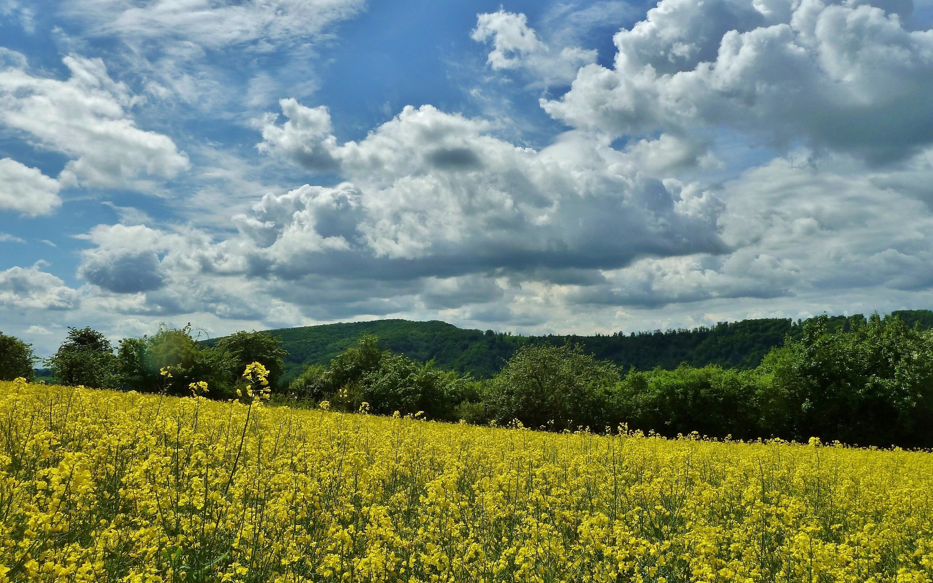 Field of yellow flowers under a cloudy sky HD Wallpaper