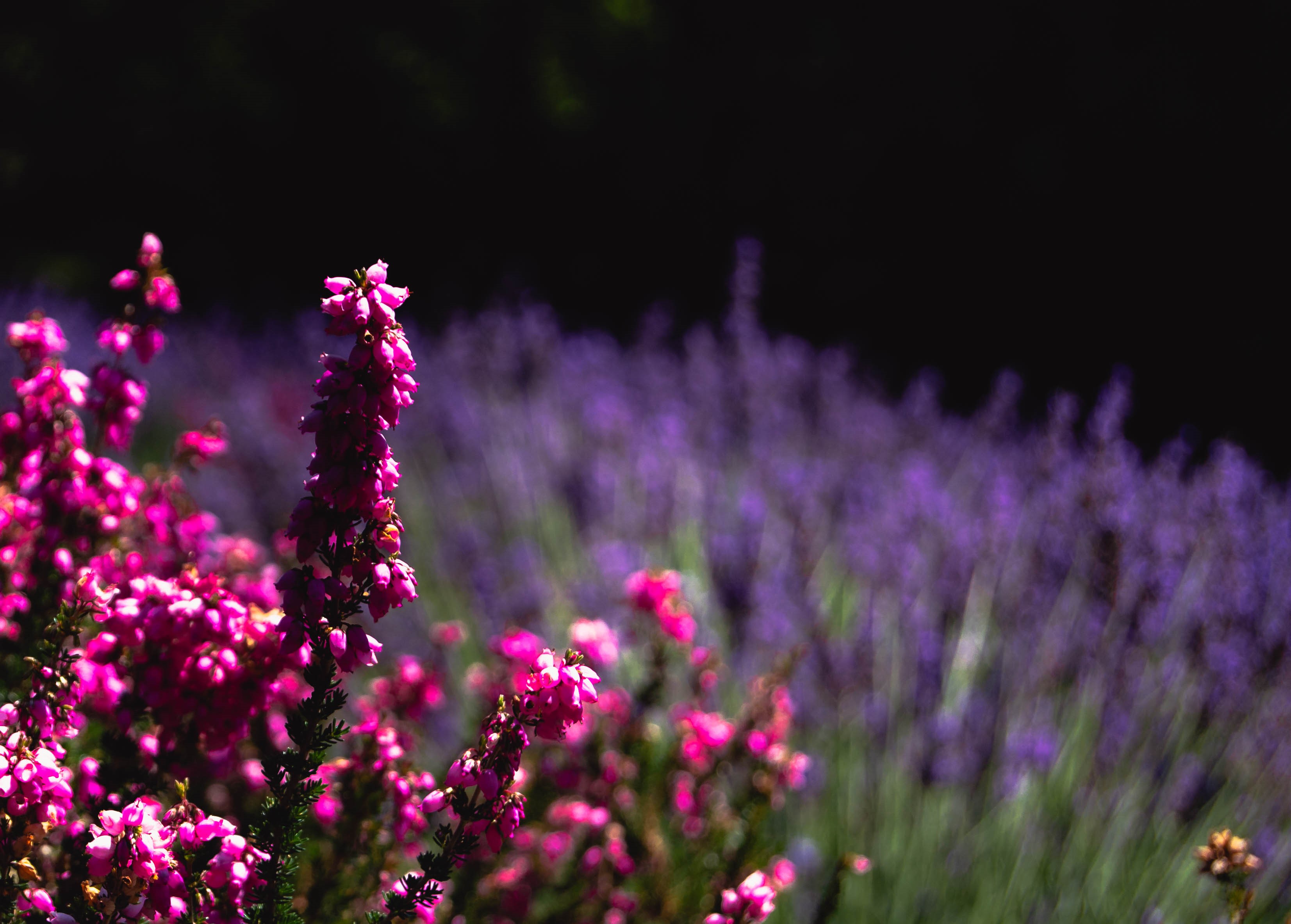 Pink heather flowers in front of lavender field HD Wallpaper