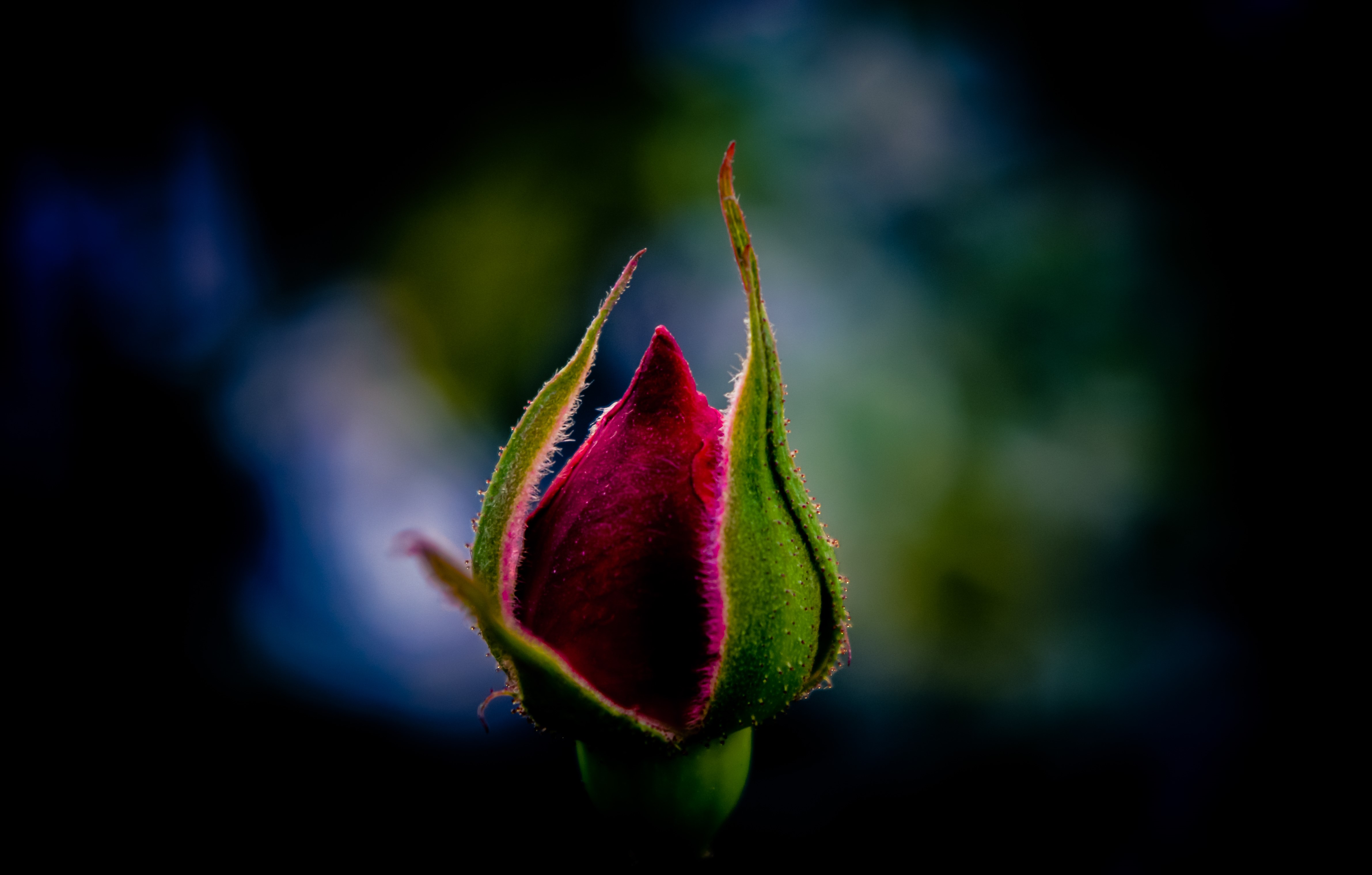 Macro shot of a rose bud with dew drops HD Wallpaper