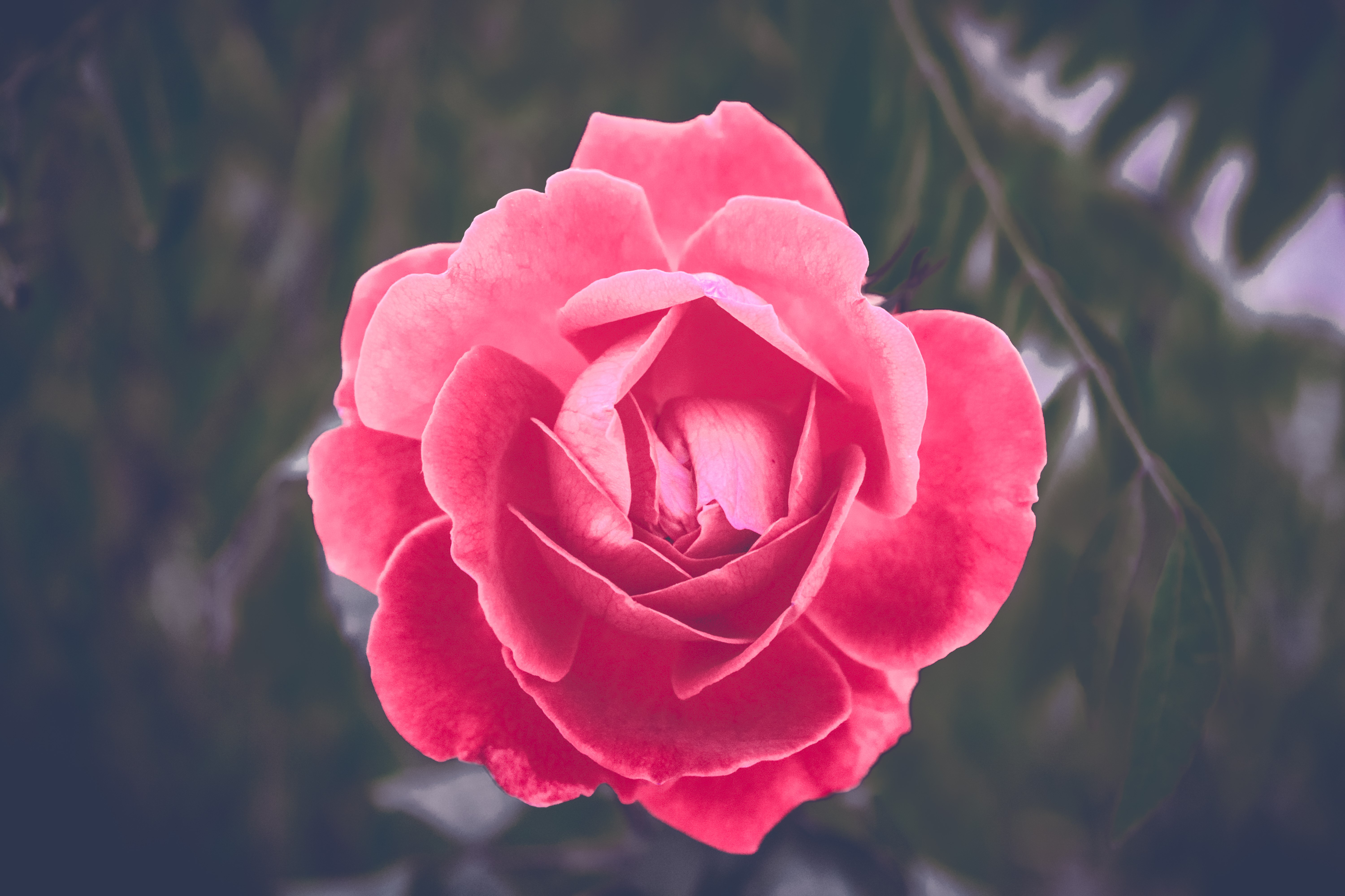 4K macro of a pink rose HD Wallpaper