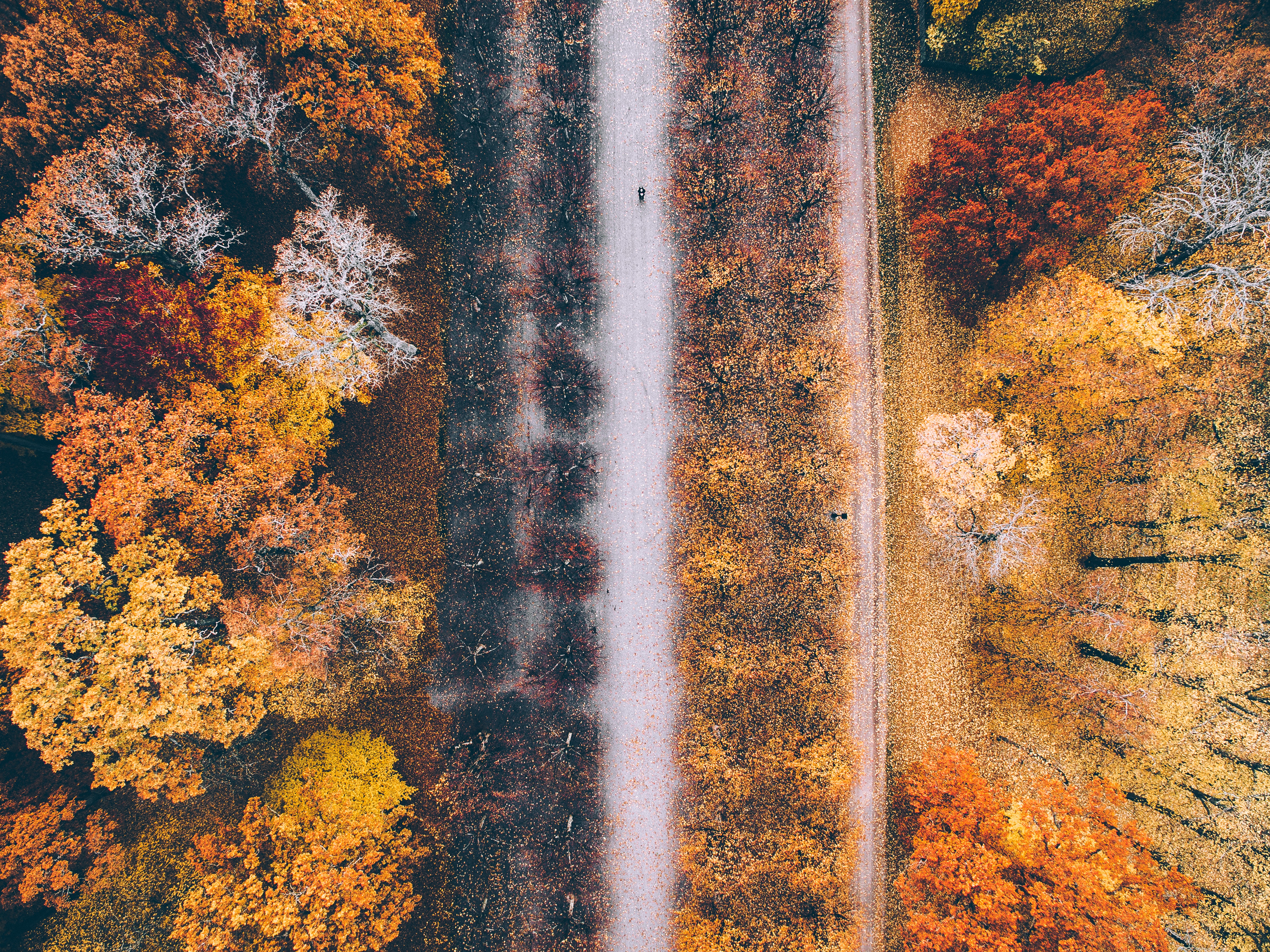 Aerial view of a road through autumn trees HD Wallpaper