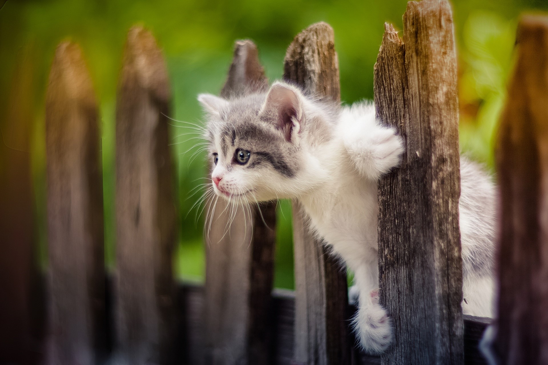 Kitten peeking through a wooden fence HD Wallpaper