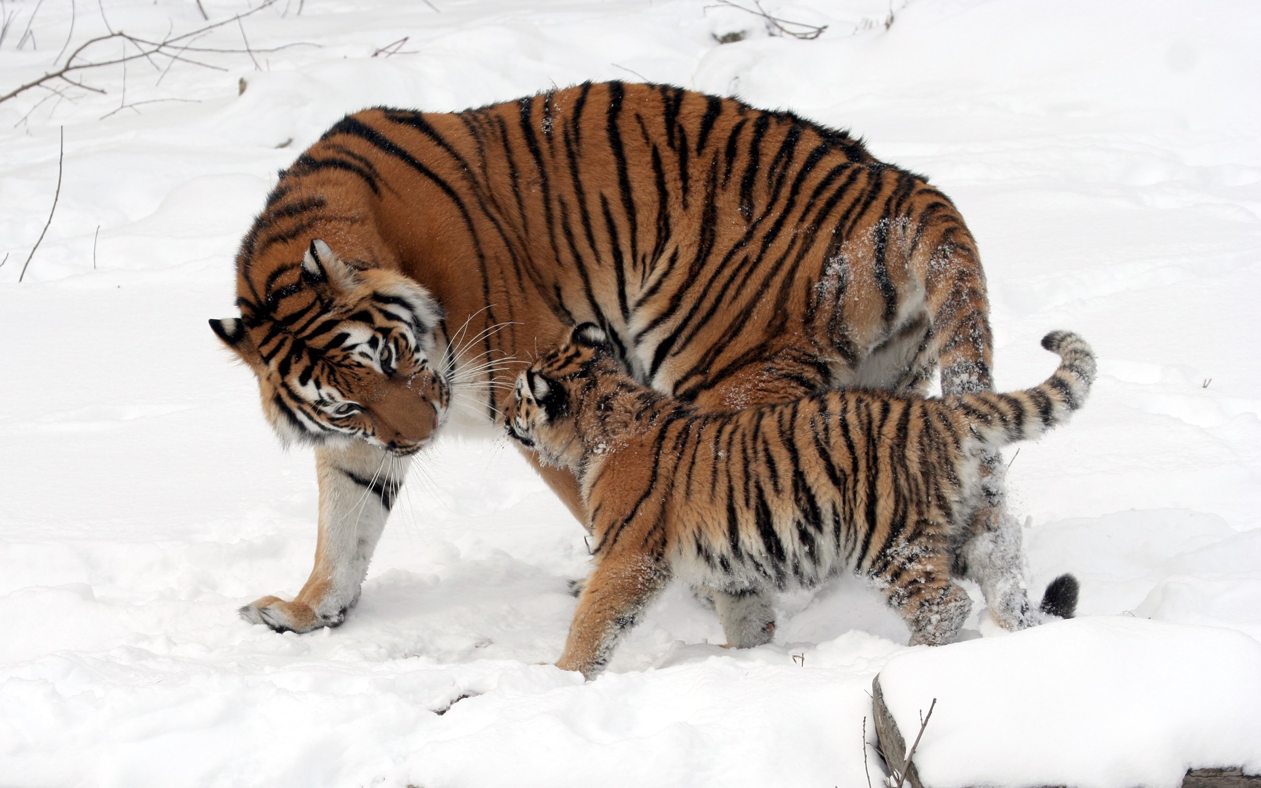 Mother tiger and cub in the snow HD Wallpaper