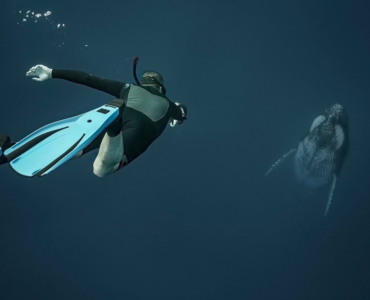 Scuba diver swims near a humpback whale underwater HD Wallpaper