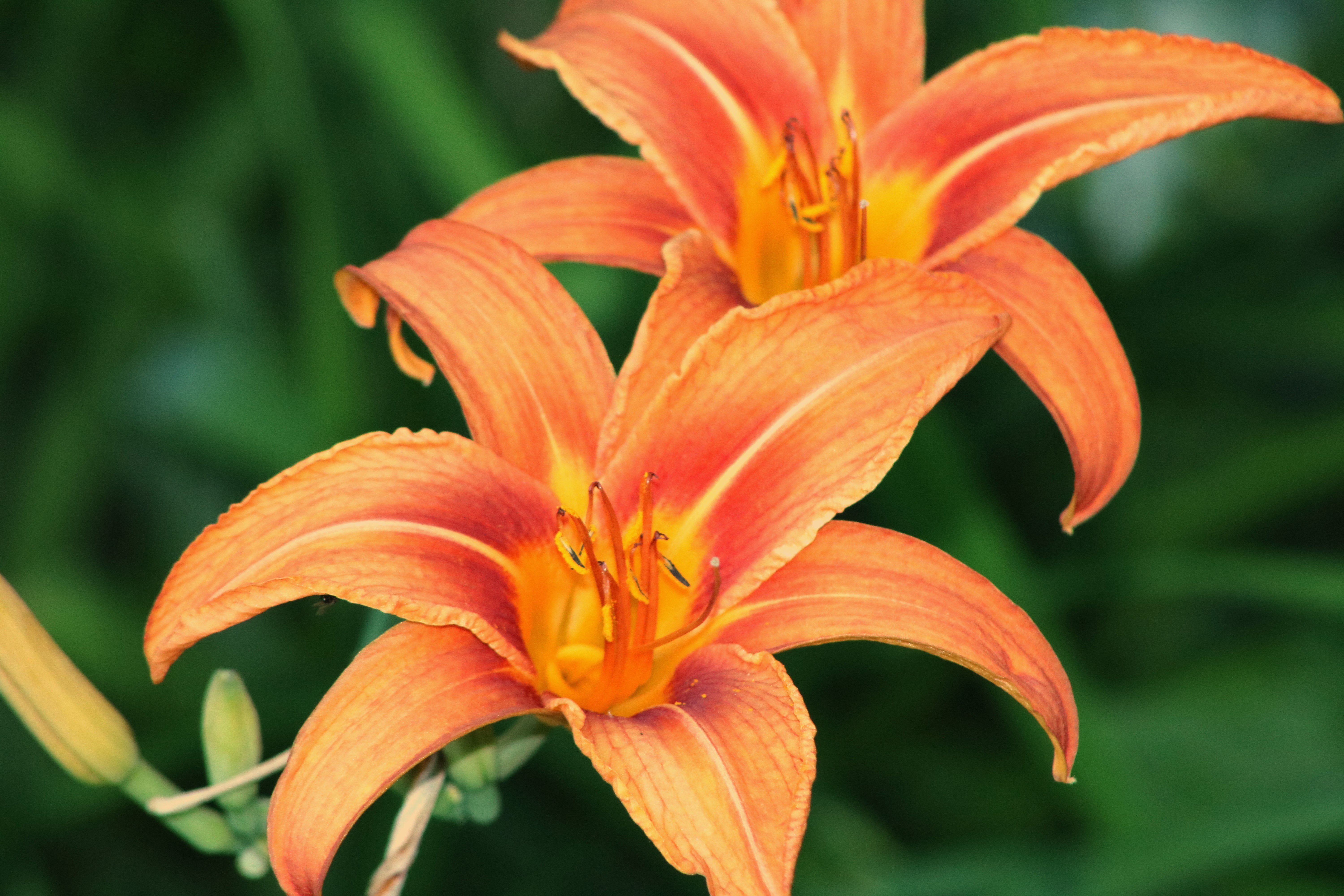 Two orange daylilies with green background HD Wallpaper
