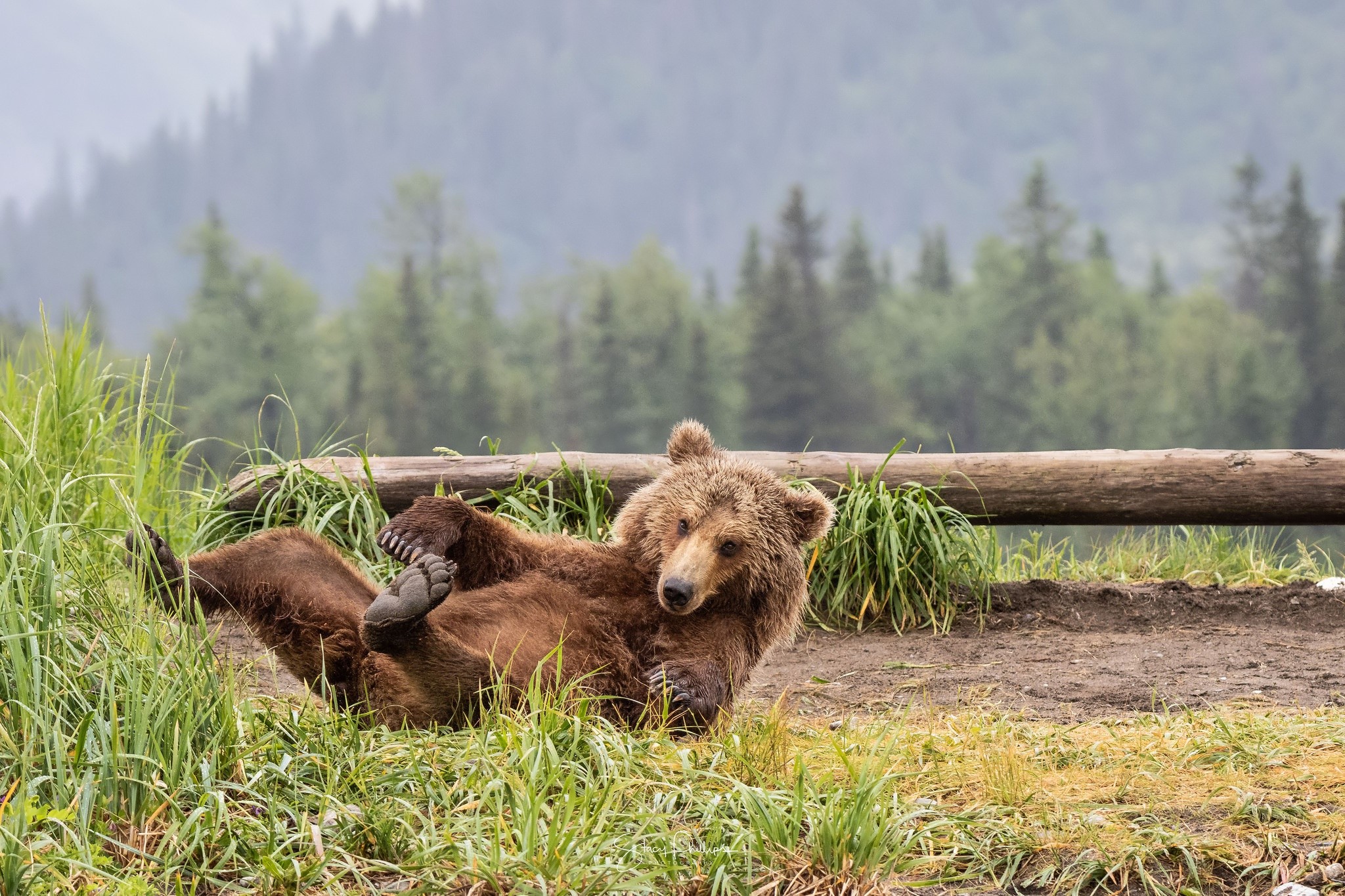 Brown bear lying on its back in grass HD Wallpaper