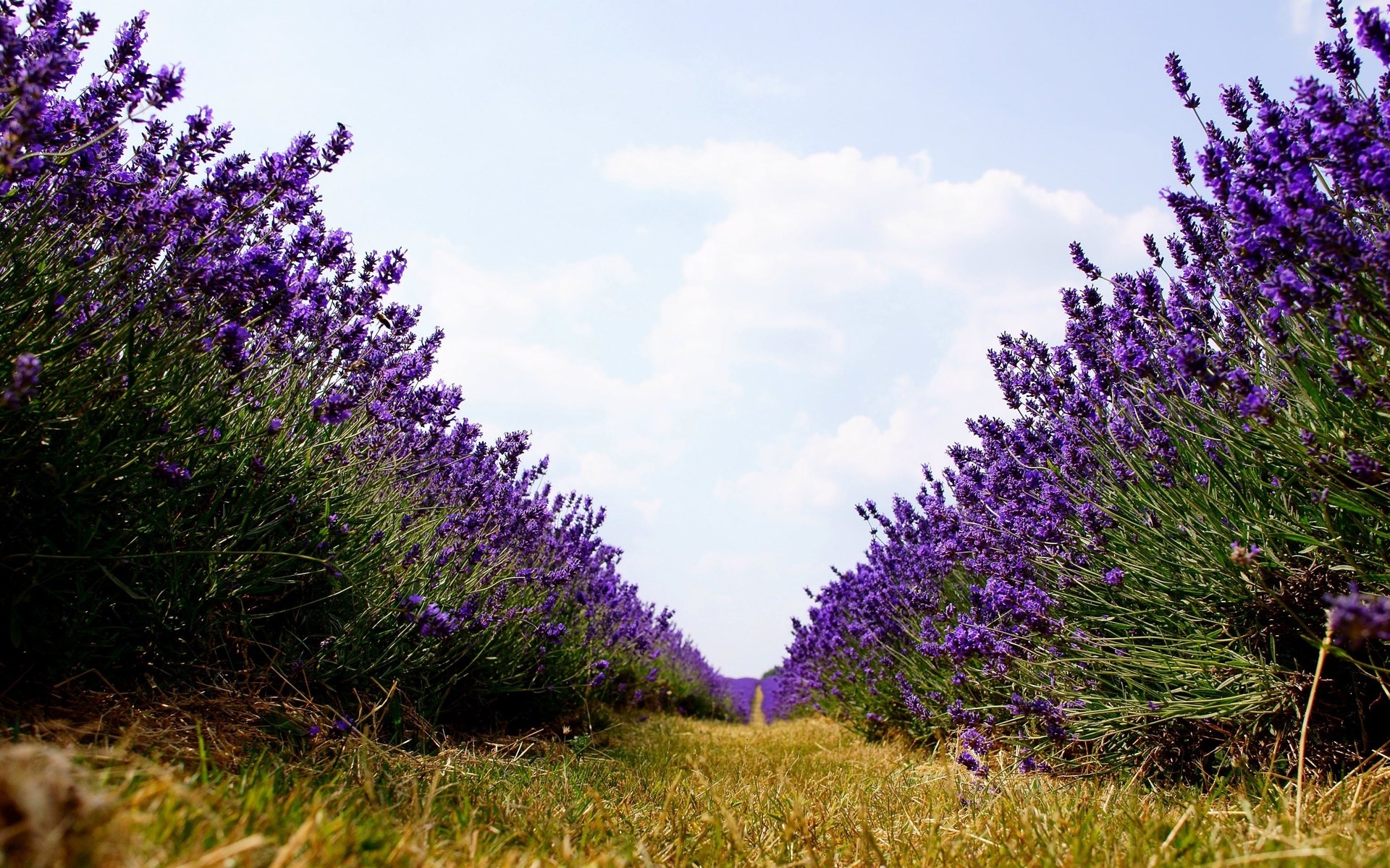 Lavender field under a cloudy sky HD Wallpaper