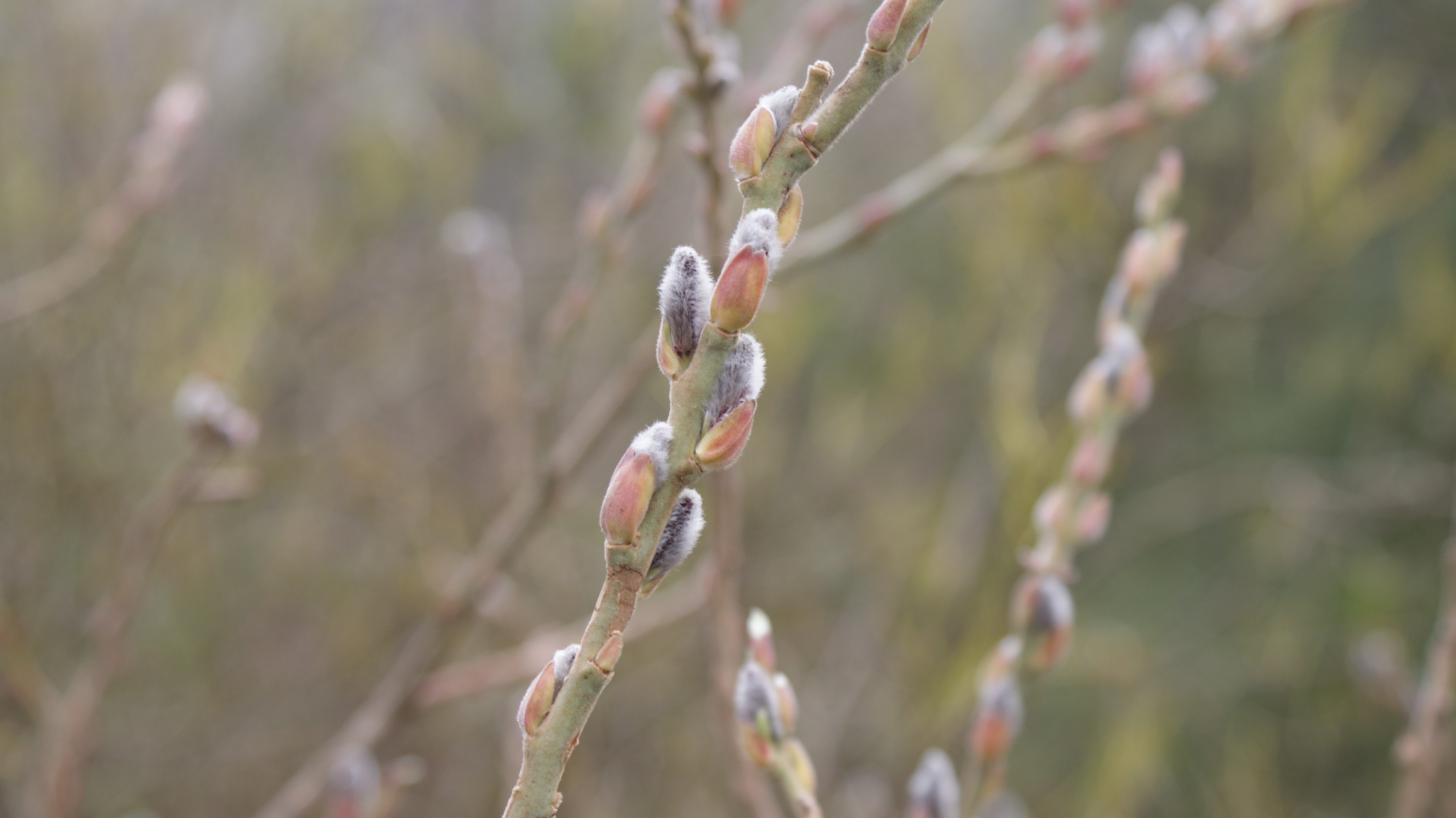 Pussy willow buds on branches, shallow depth of field HD Wallpaper