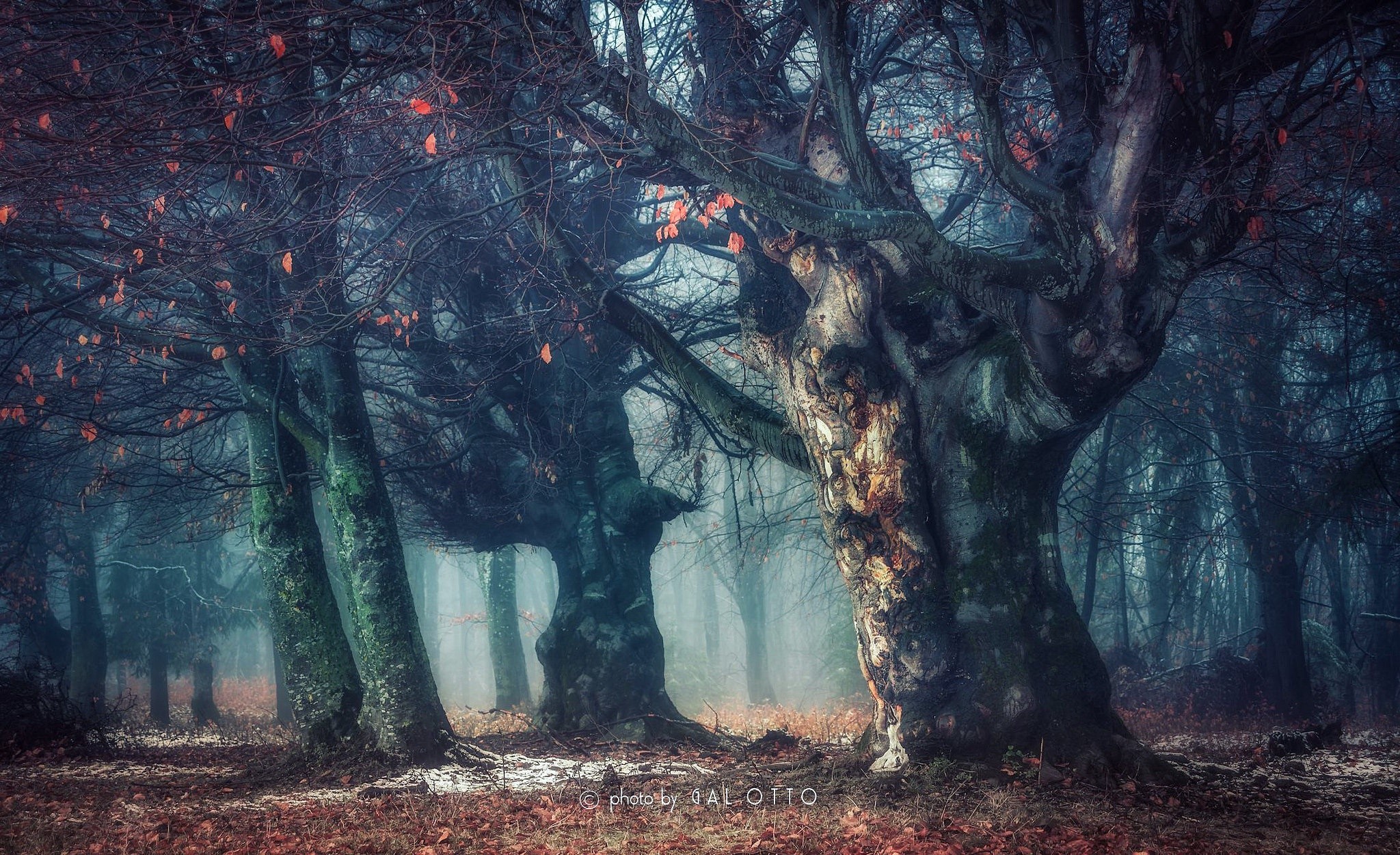 Misty forest with old trees and fallen leaves HD Wallpaper