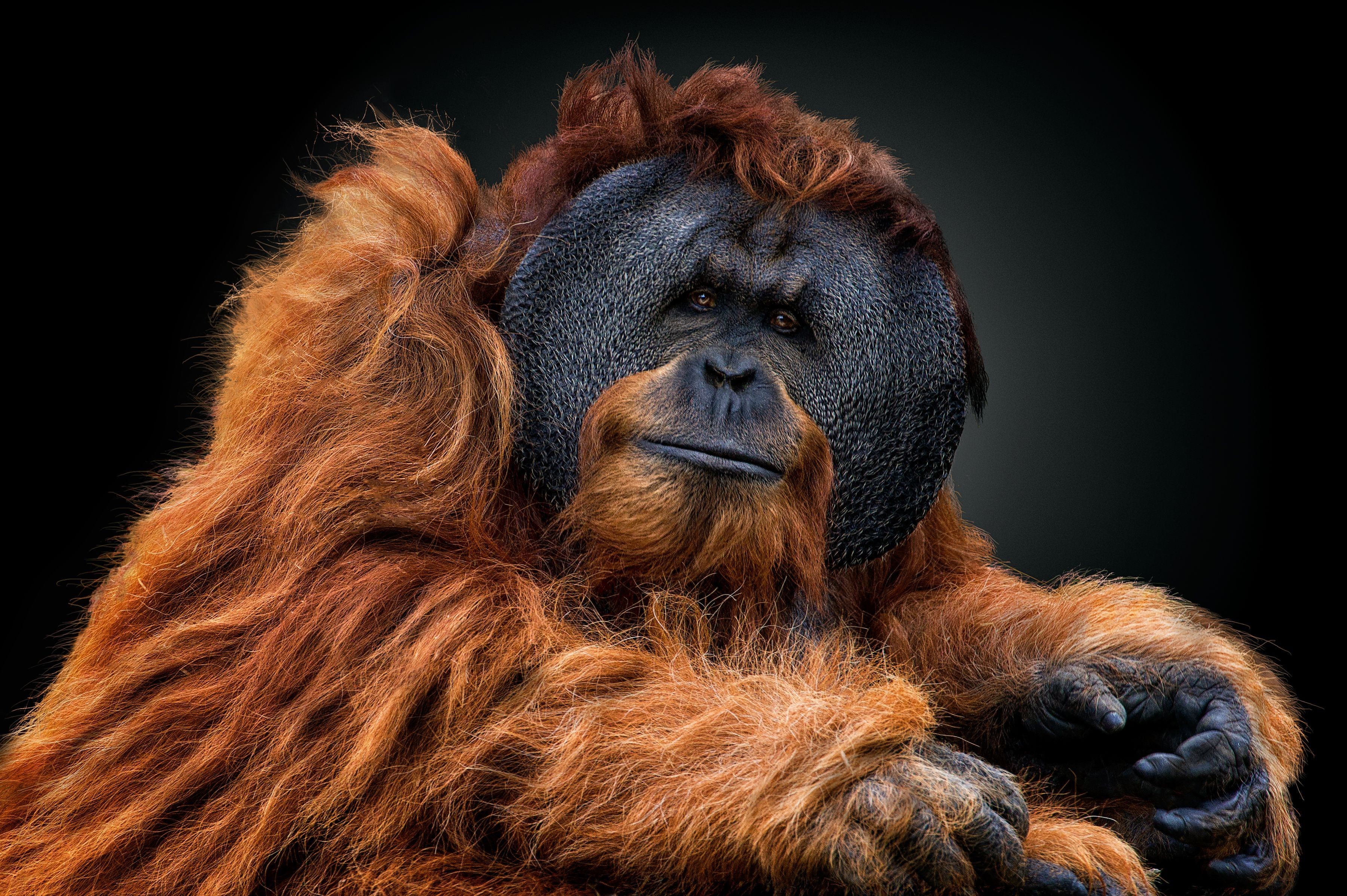 Close-up portrait of a male orangutan HD Wallpaper