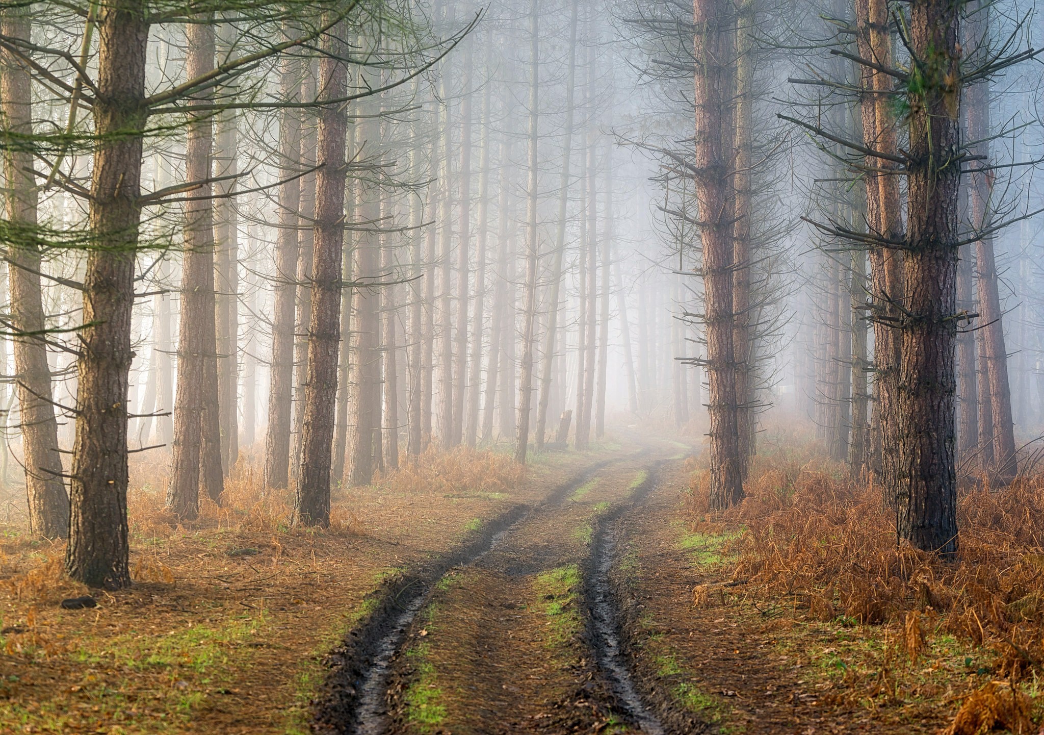 Dirt road through a misty forest with pine trees HD Wallpaper