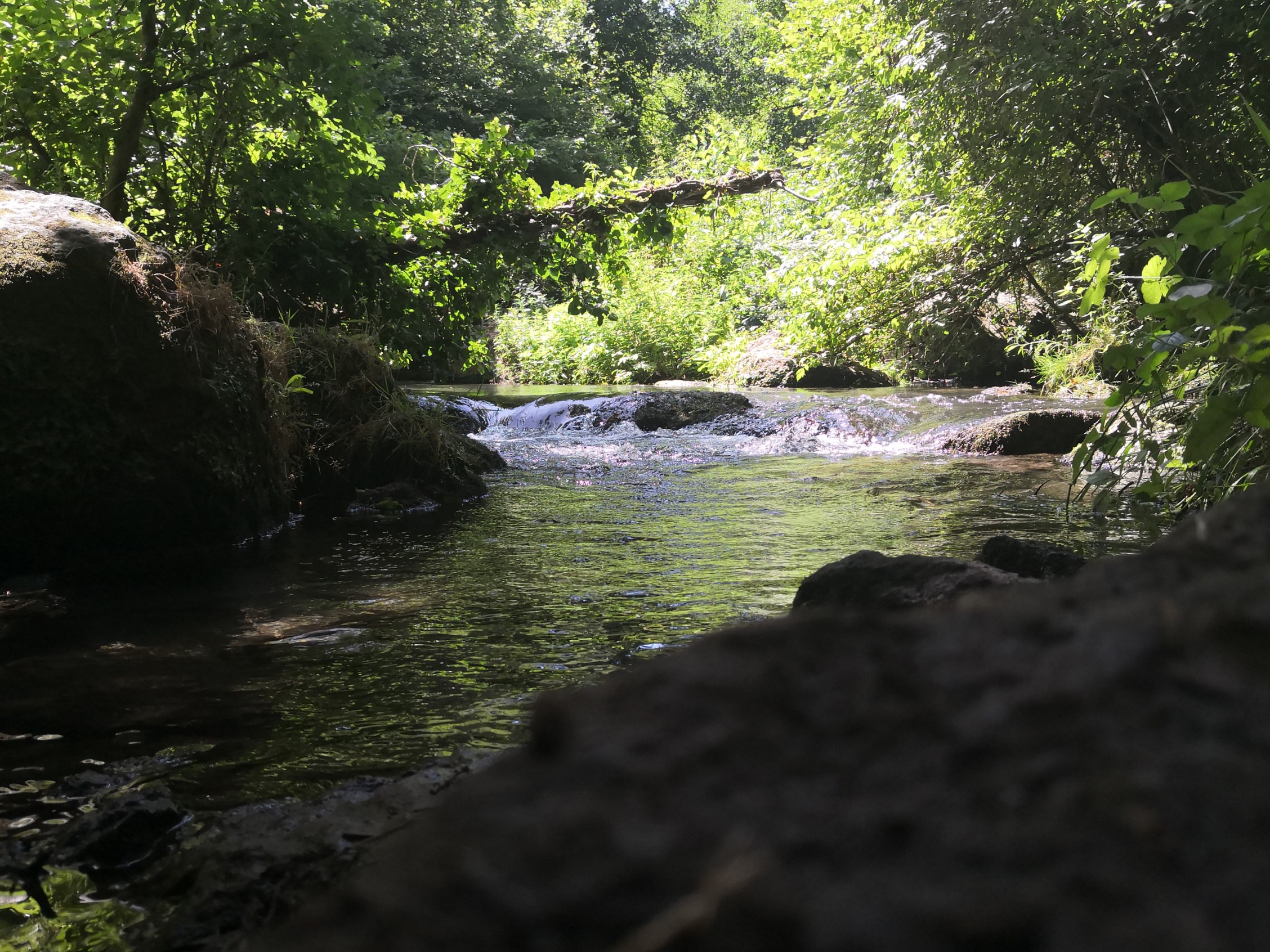 A stream flows through a sunlit forest HD Wallpaper