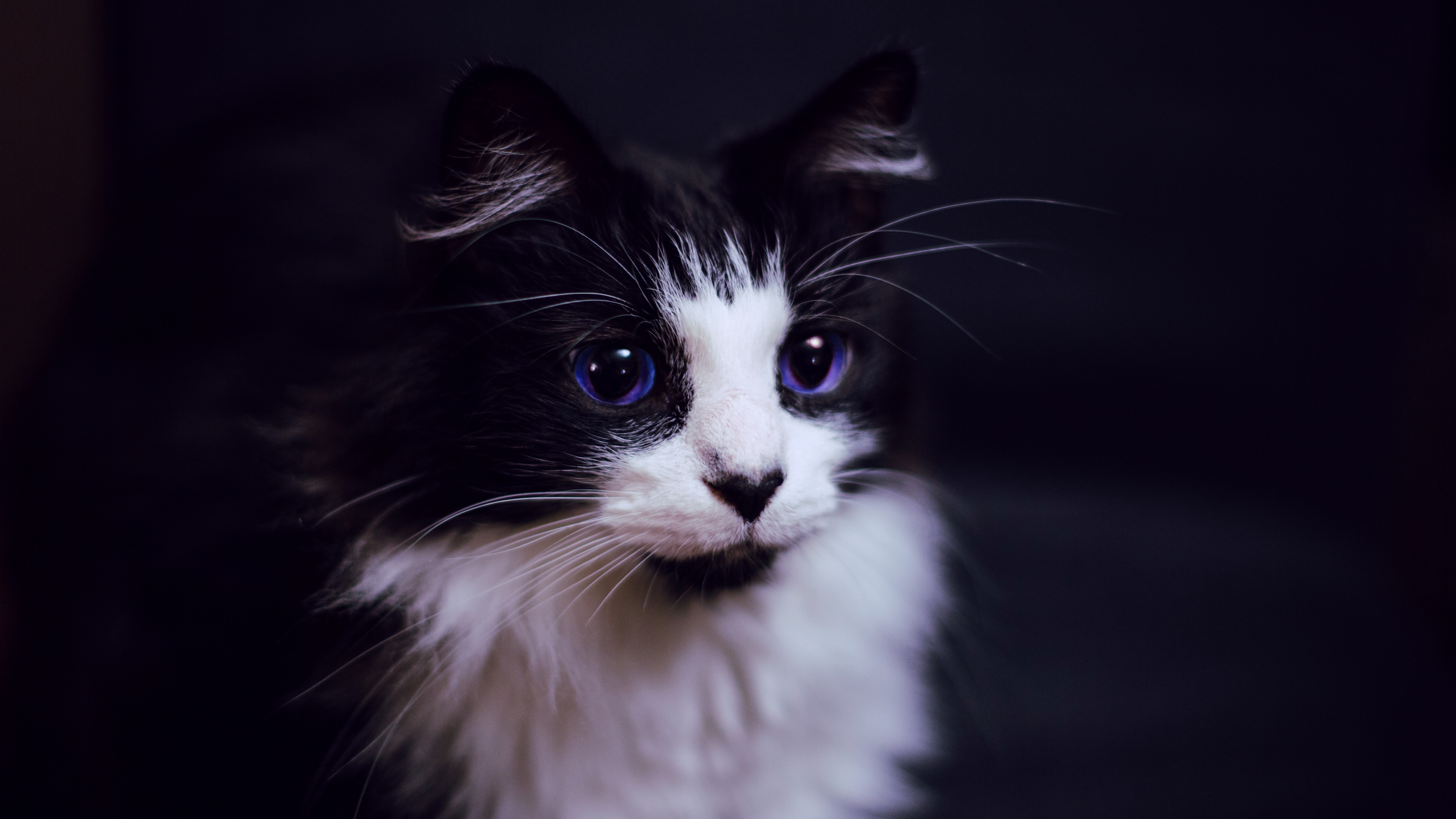 Black and white cat with blue eyes HD Wallpaper