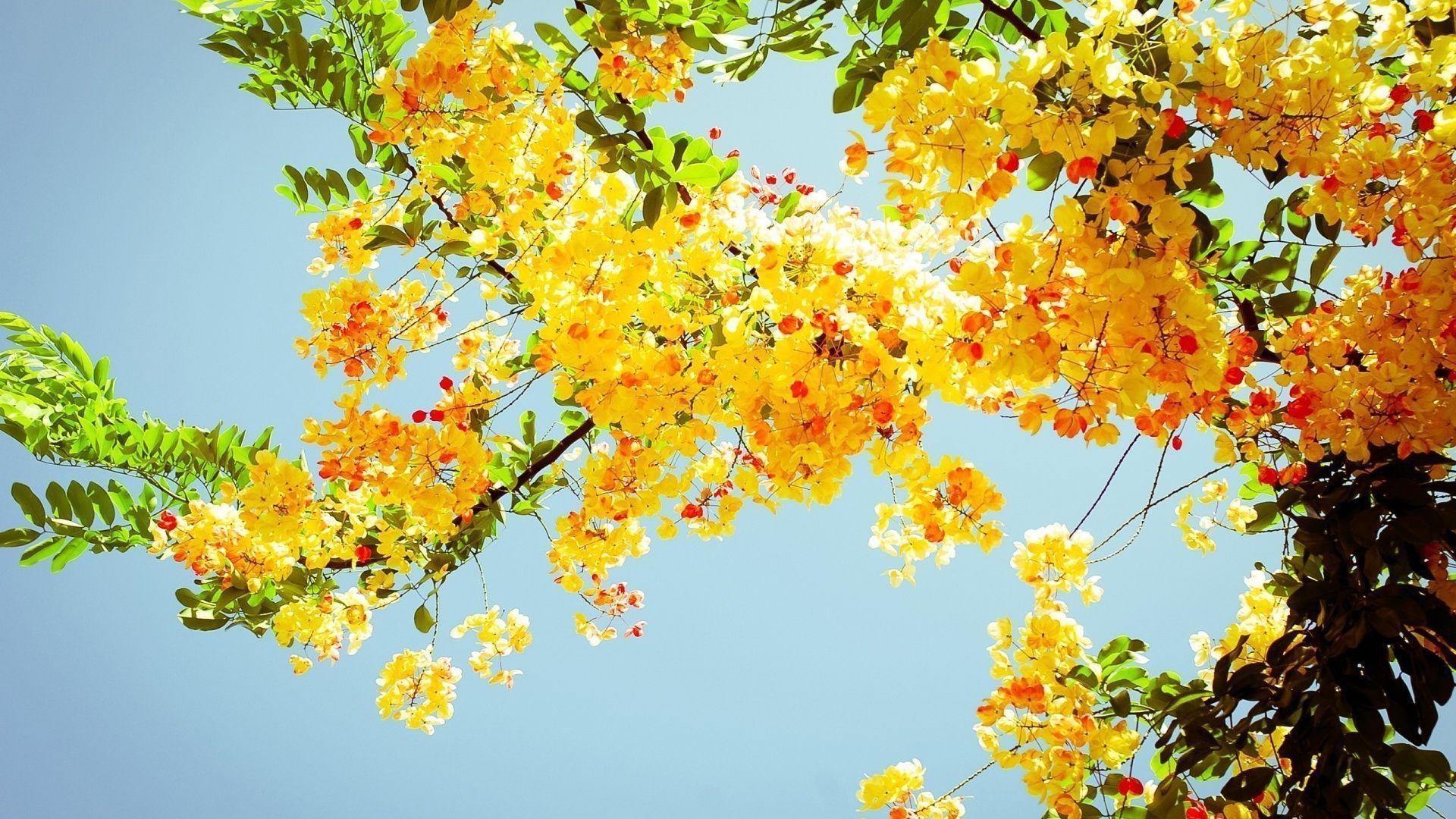 Yellow flowers and green leaves against blue sky HD Wallpaper