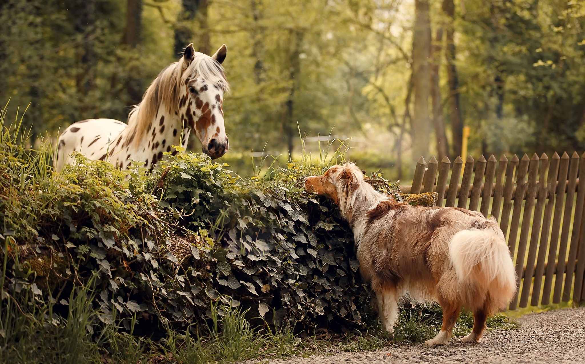 Appaloosa horse and Australian Shepherd dog in a forest HD Wallpaper