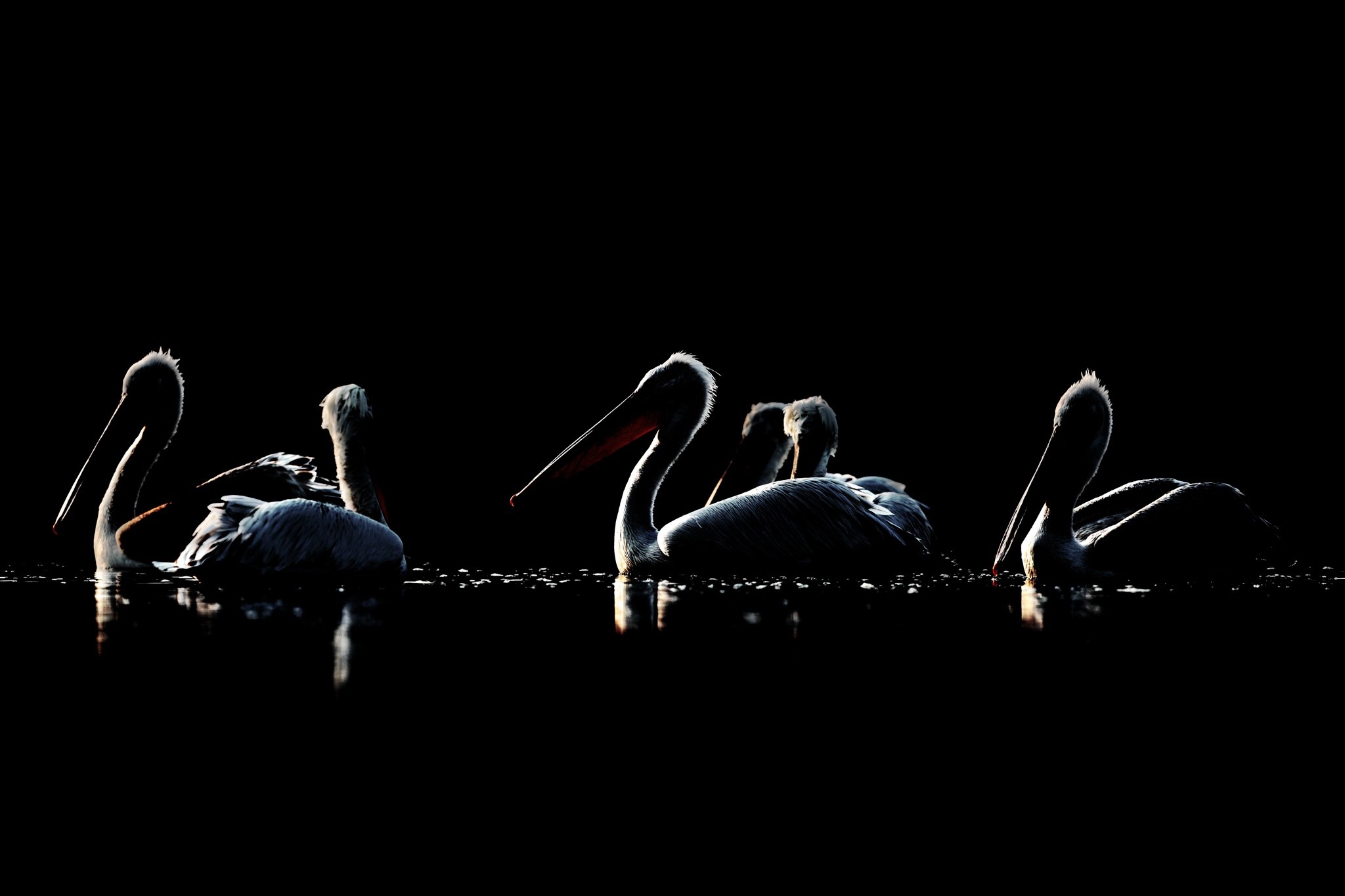 Silhouetted pelicans swimming in dark water HD Wallpaper