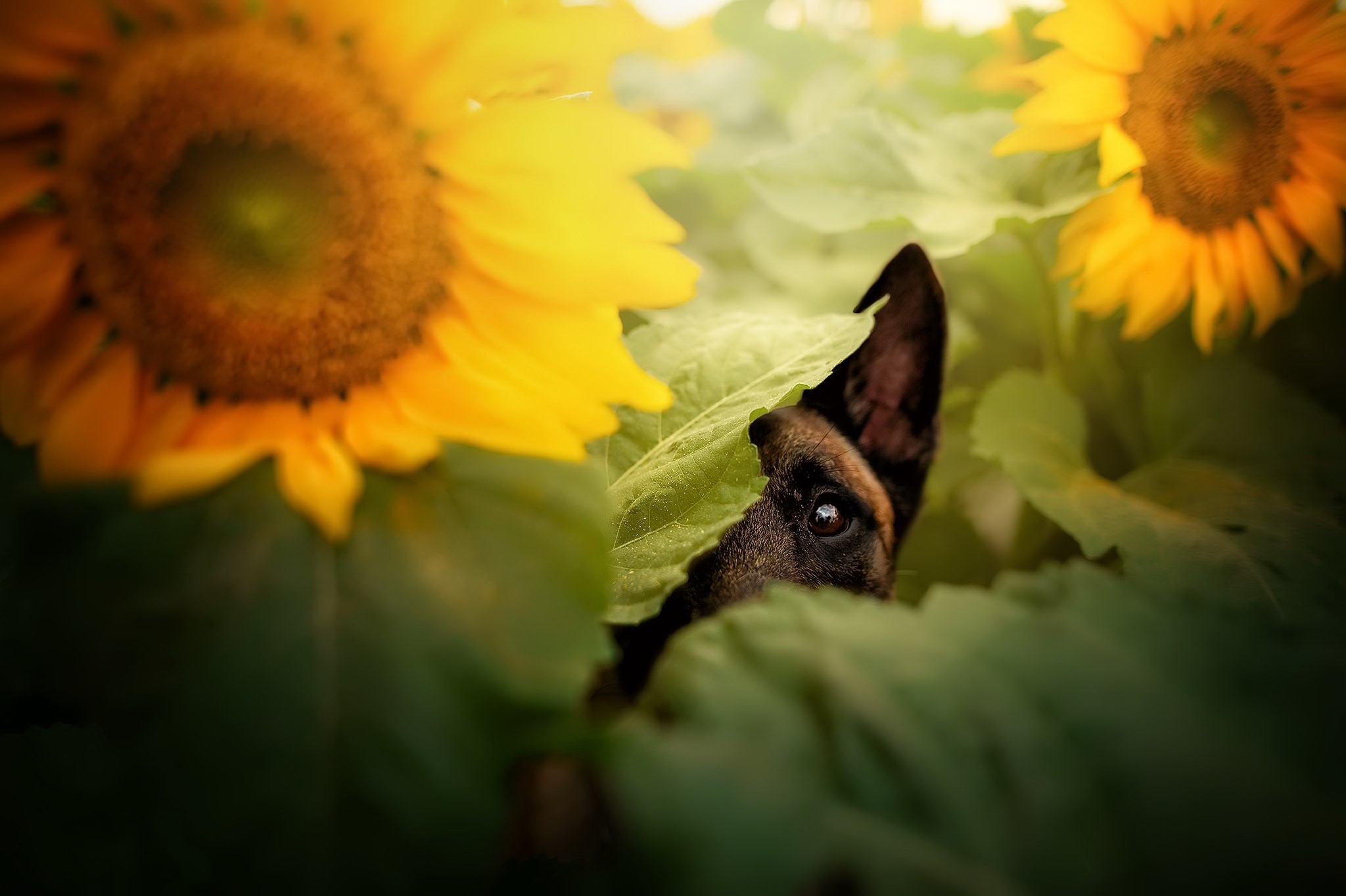 Dog peeking through sunflowers HD Wallpaper