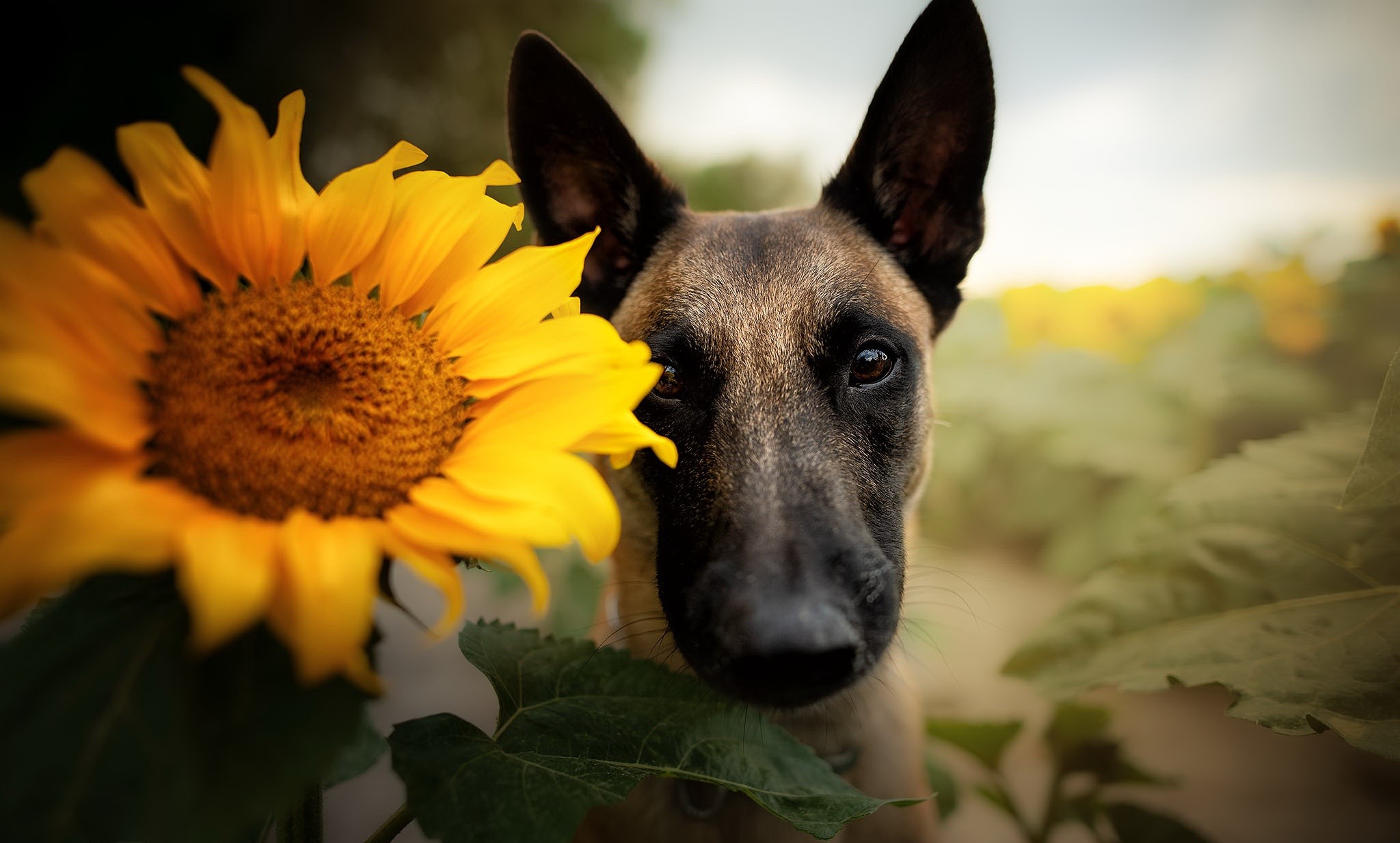 Dog peeking from behind a sunflower HD Wallpaper