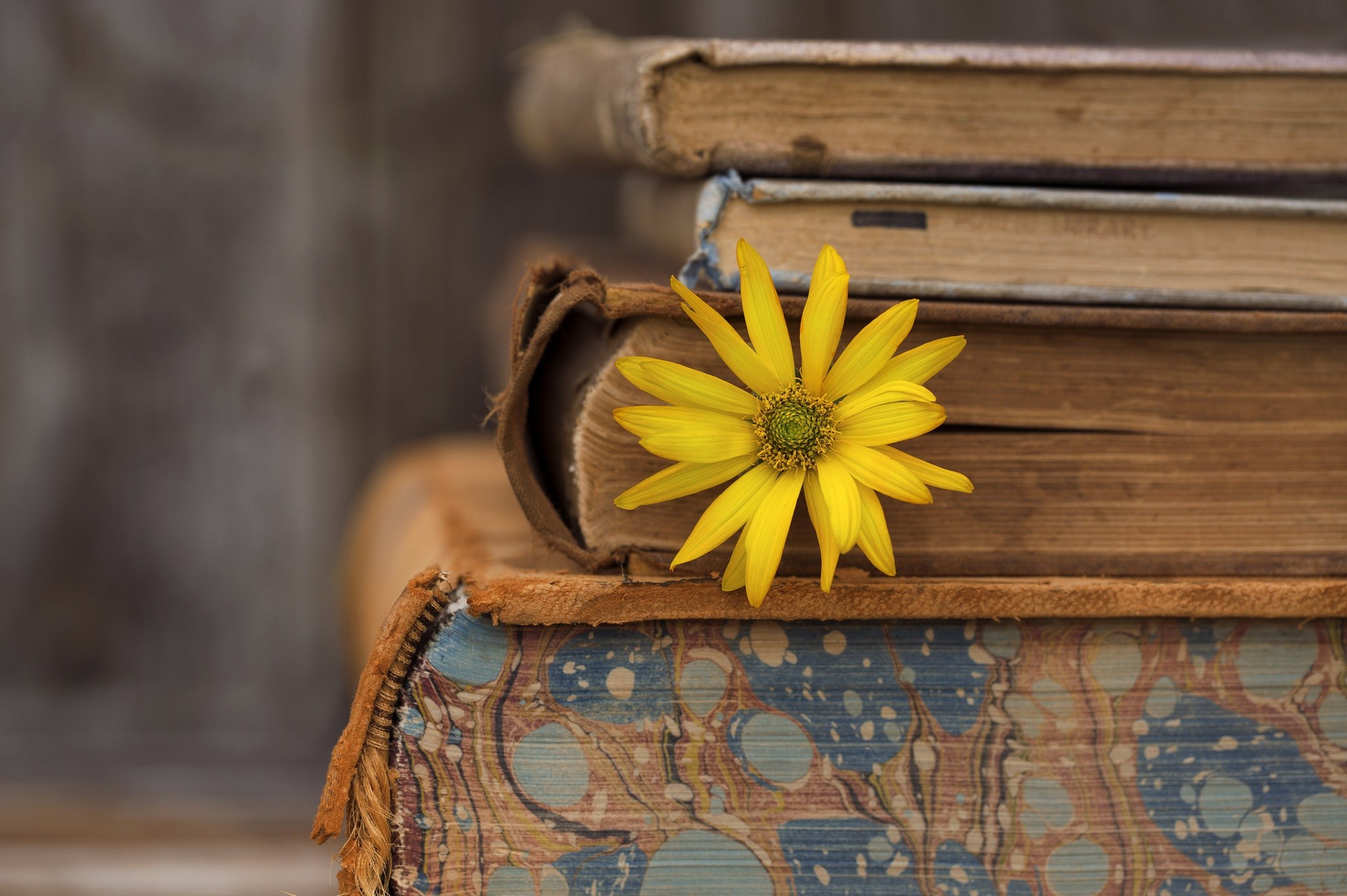 Yellow flower on stack of old books HD Wallpaper