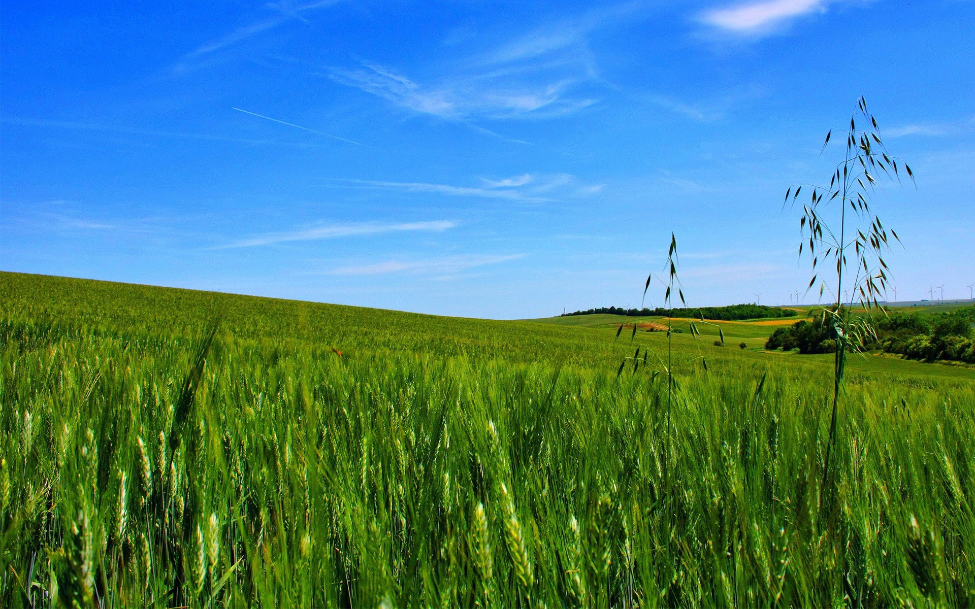 Green wheat field under a blue sky HD Wallpaper