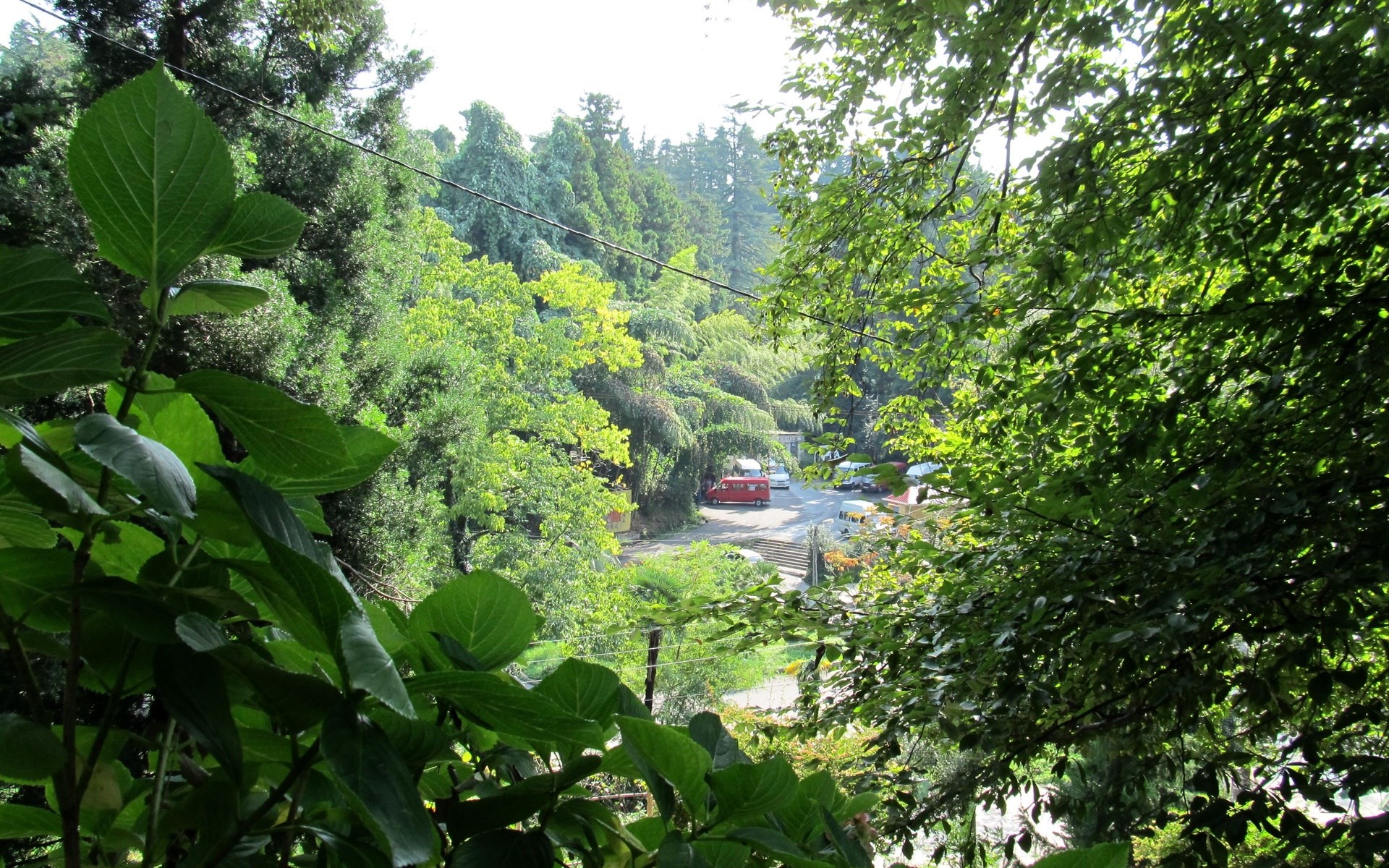 Green forest with a road and vehicles HD Wallpaper