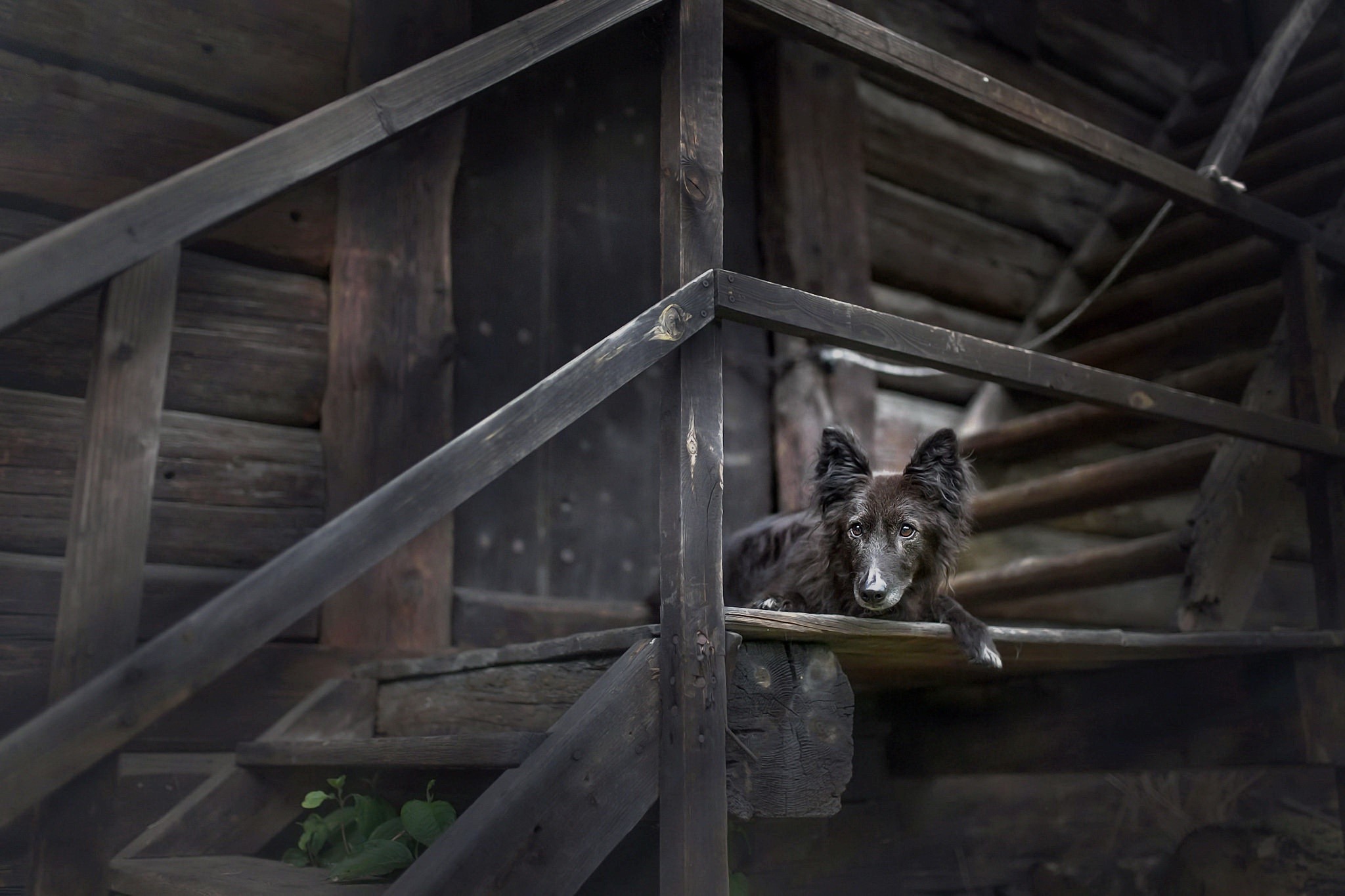 A dog rests on wooden stairs HD Wallpaper
