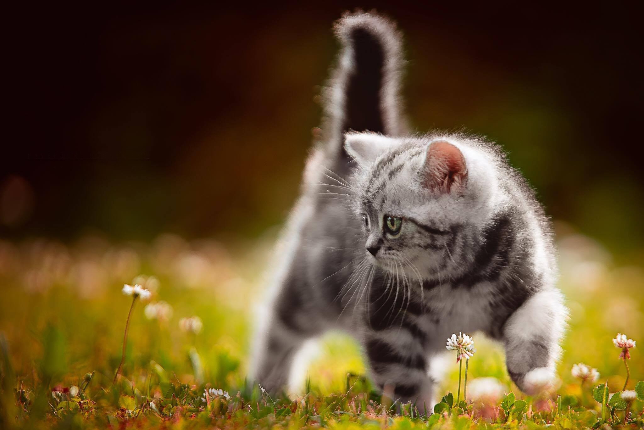 A tabby kitten walks through grass with flowers HD Wallpaper