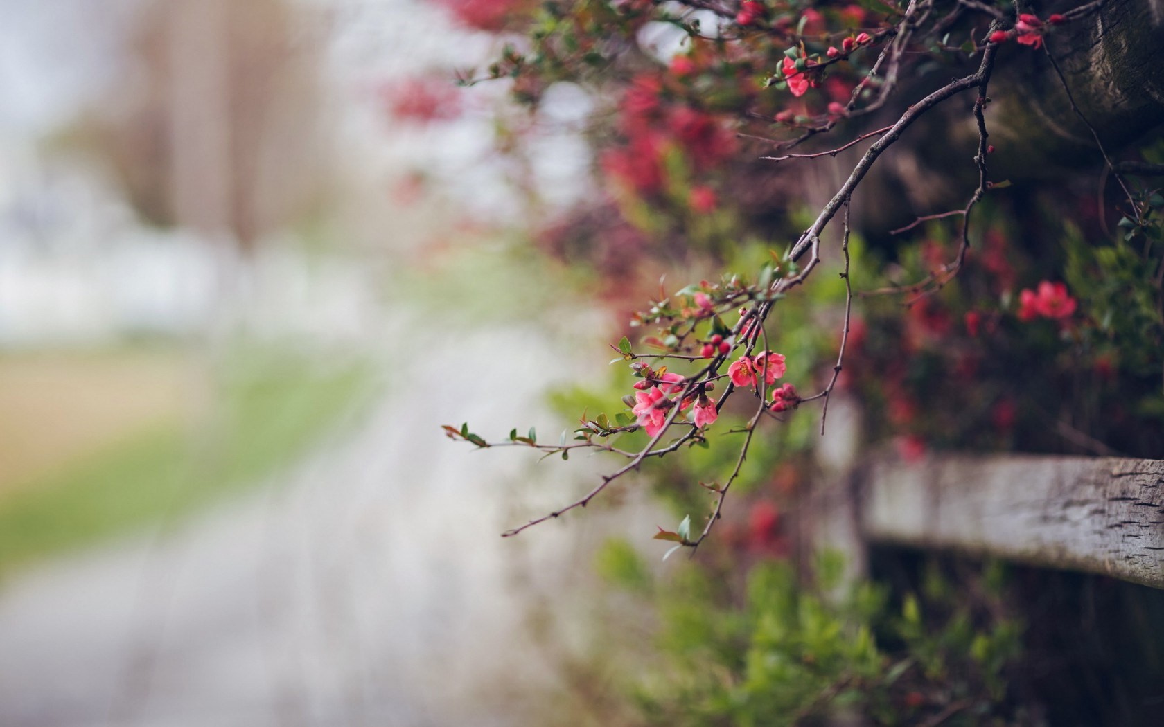 Pink flowers on a branch with a wooden fence HD Wallpaper