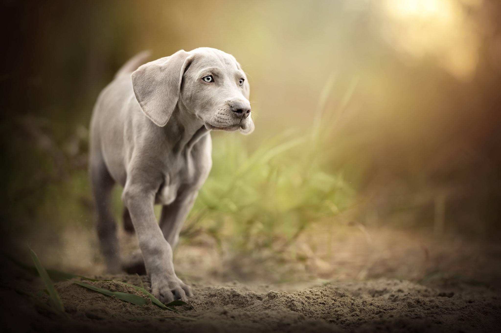 Weimaraner puppy walking on sand with grass background HD Wallpaper
