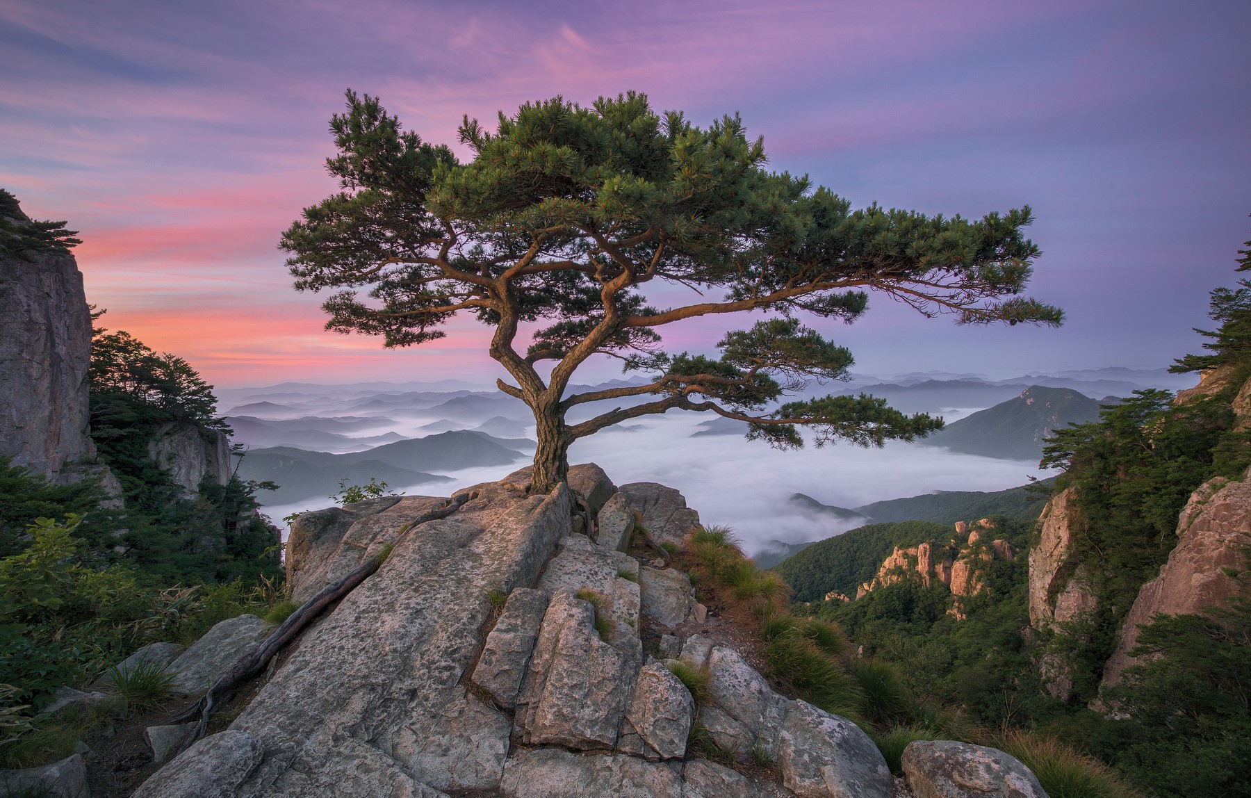 Pine tree on a rocky mountain peak with misty valleys at sunrise HD Wallpaper