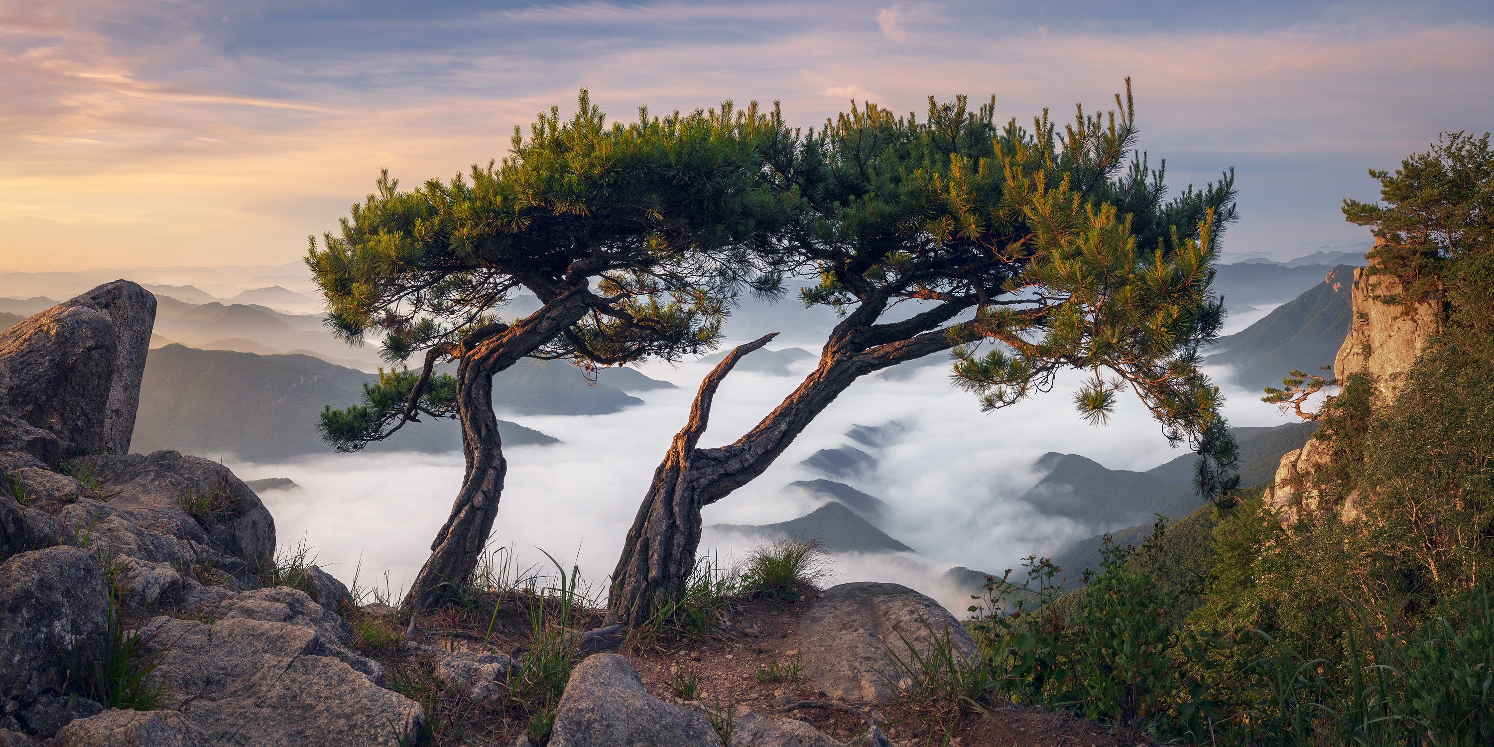 Pine trees on a rocky mountain overlooking clouds at sunrise HD Wallpaper