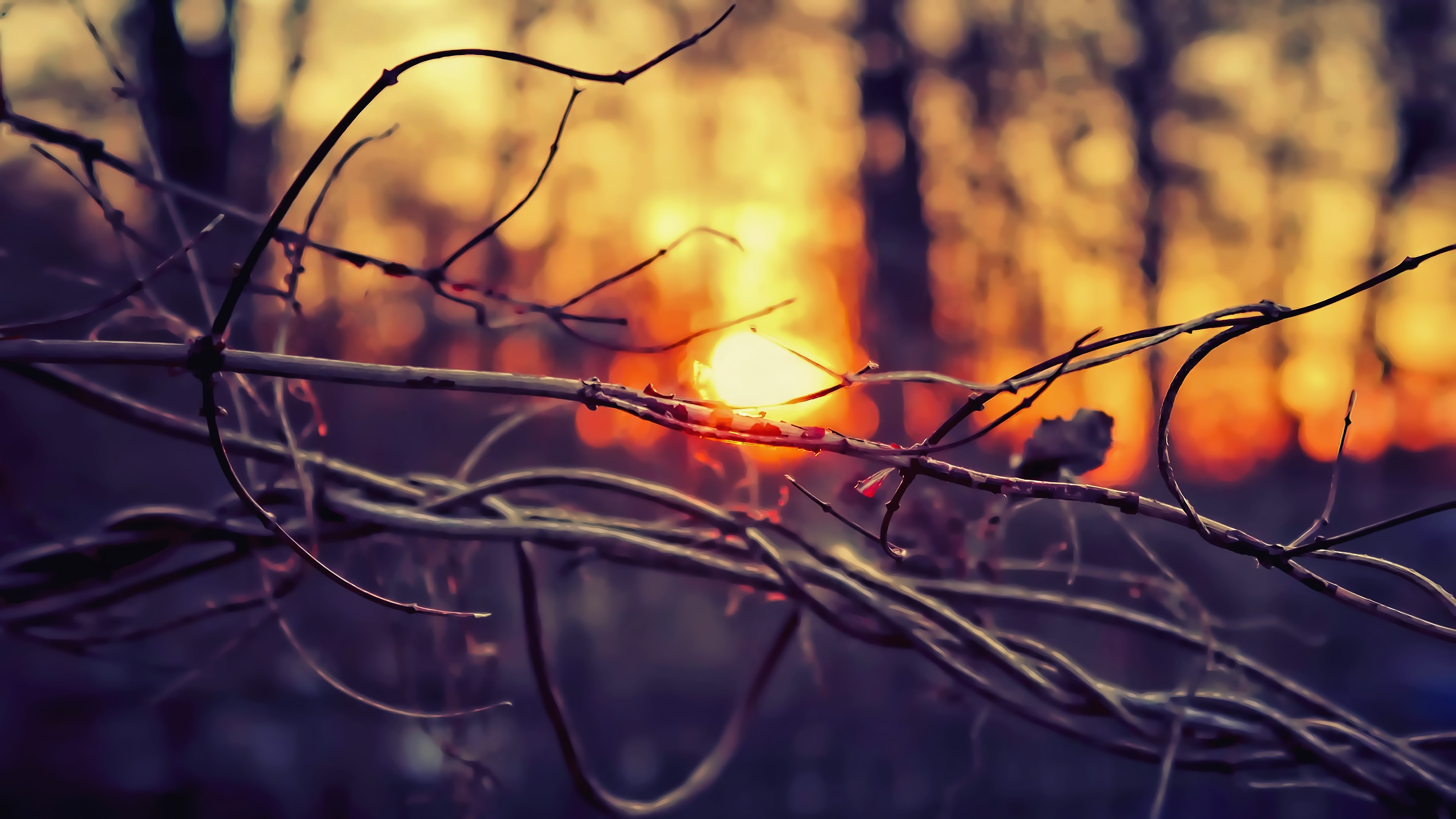 4K sunset photography with depth of field HD Wallpaper